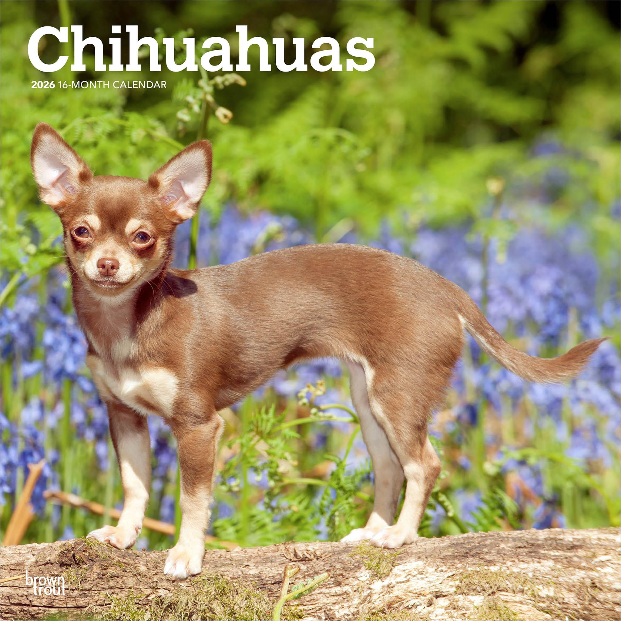 Chihuahuas 2026 Wall Calendar - Calendar Club Canada