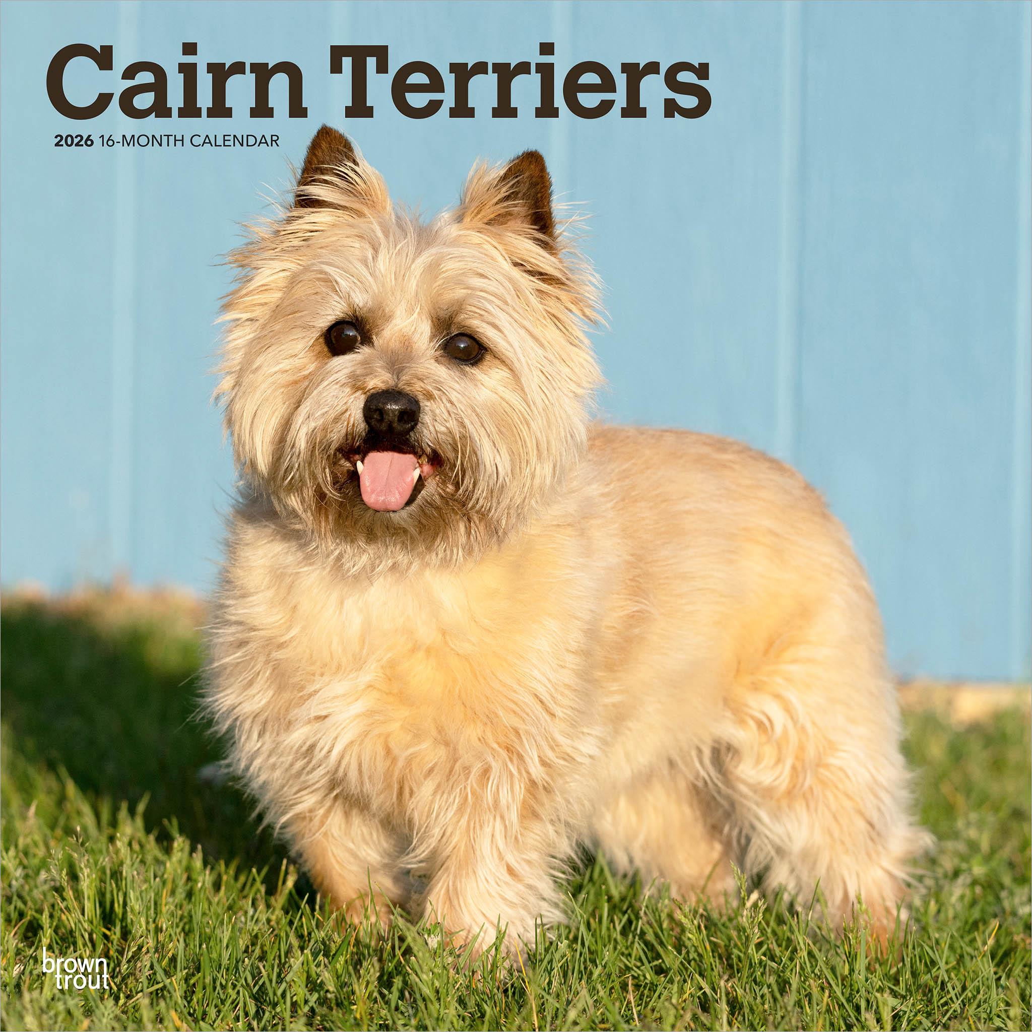 A Cairn Terrier standing on grass with a blue wall in the background, featured on a calendar cover.