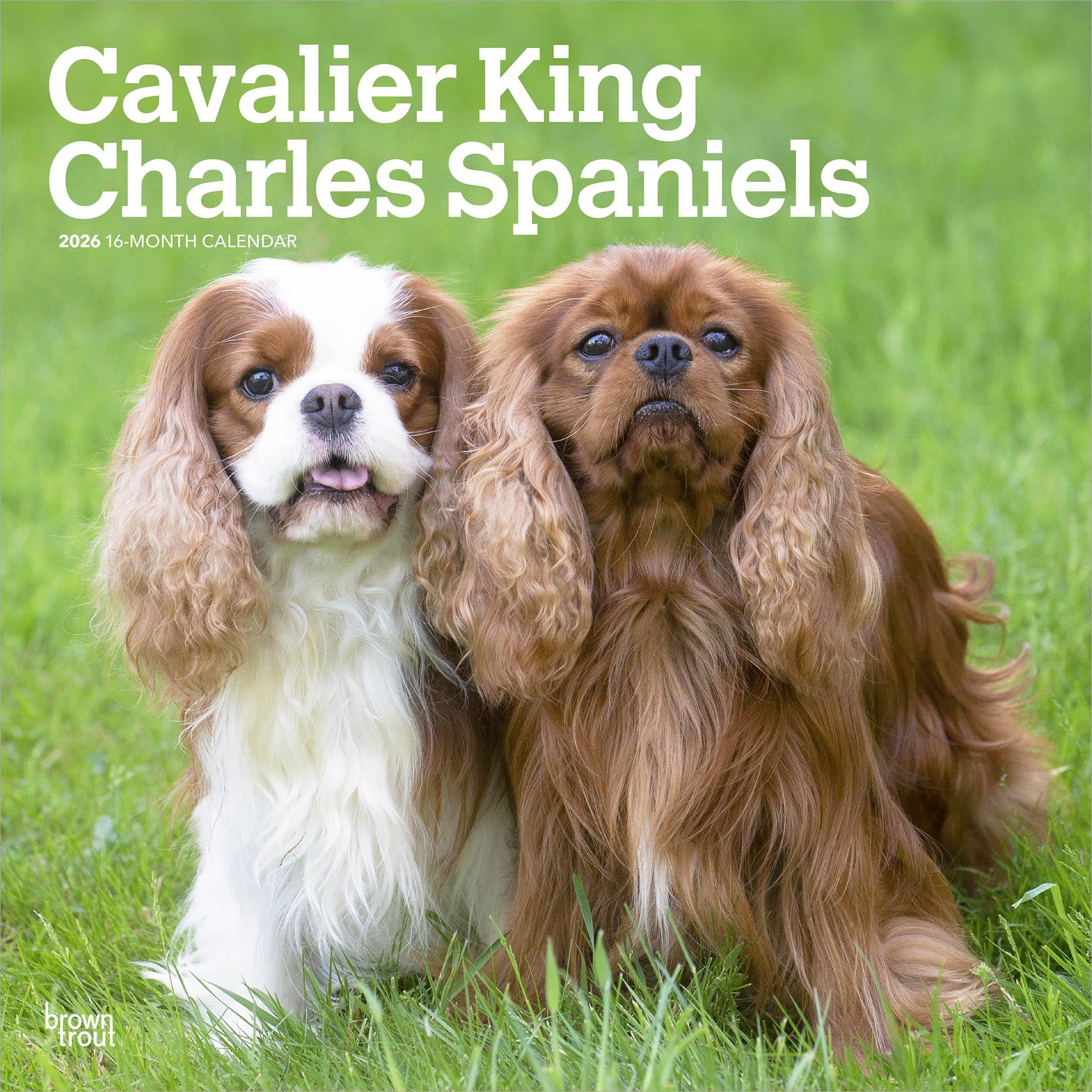 Two Cavalier King Charles Spaniels sitting on grass, with one spaniel being white and the other brown, both with long ears and fluffy coats.