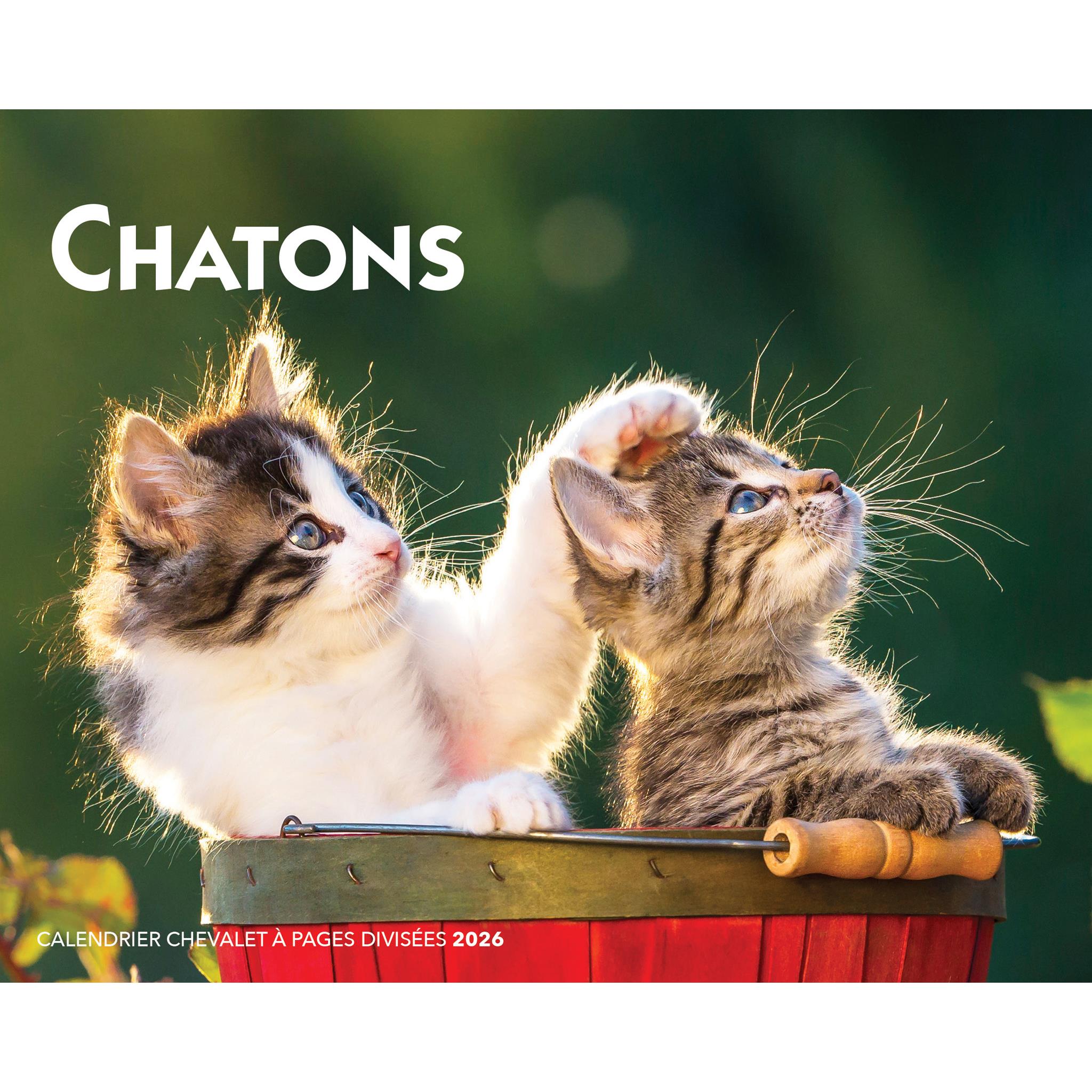 A calendar cover featuring two kittens playfully interacting on a red surface with 'Chatons' text, indicating the content is related to kittens. French format.