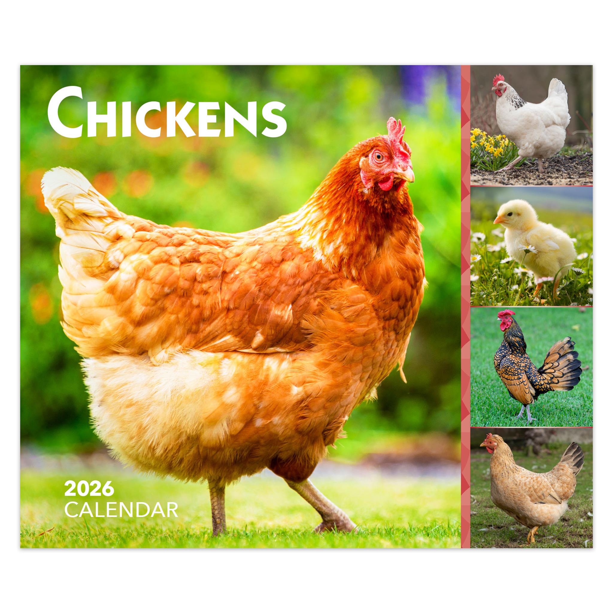 A box calendar for 2026 featuring various photographs of chickens on the cover, with a main image of a red hen.