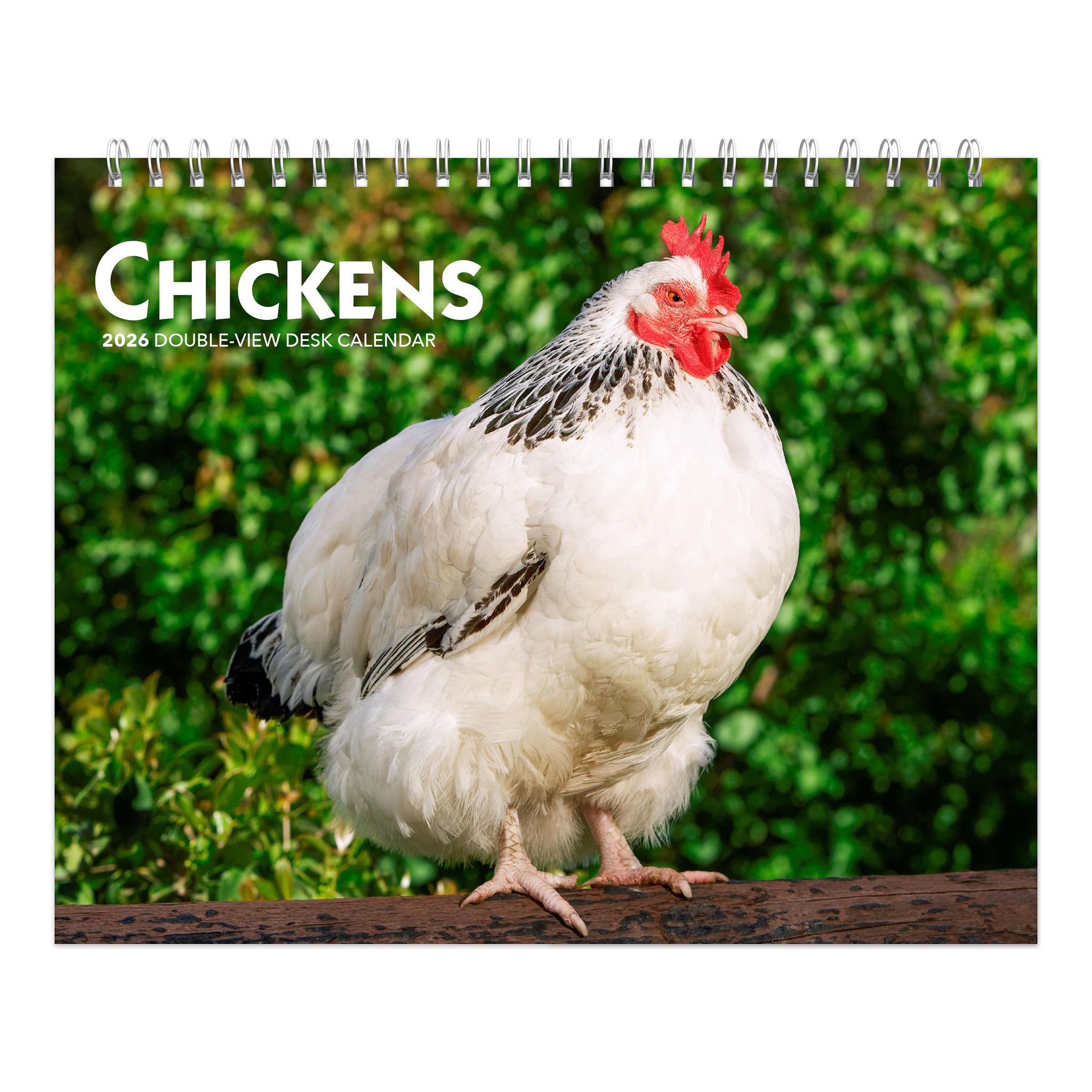 A calendar page featuring a white chicken with a red comb and wattles, standing on a wooden surface with a green background. The calendar is titled 'Chickens' and has '2026 Double View Easel Calendar' written on it.