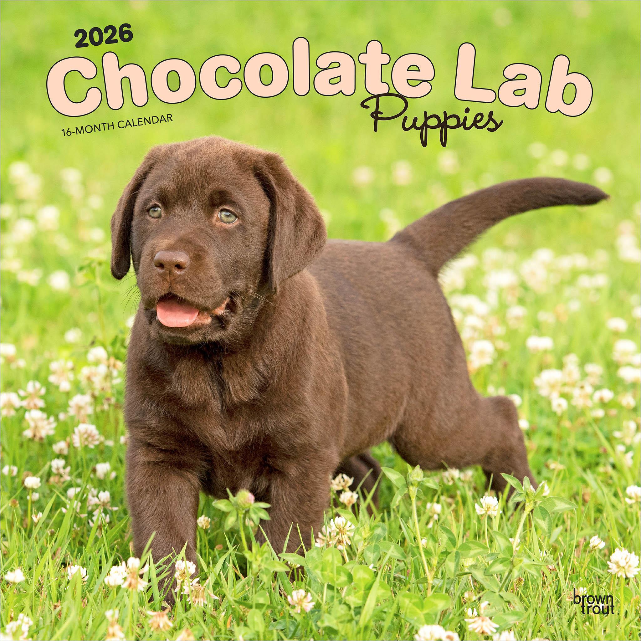 A Chocolate Lab puppy walking in grass with a flower background, used as the cover of the 2026 Chocolate Lab Puppies wall calendar.