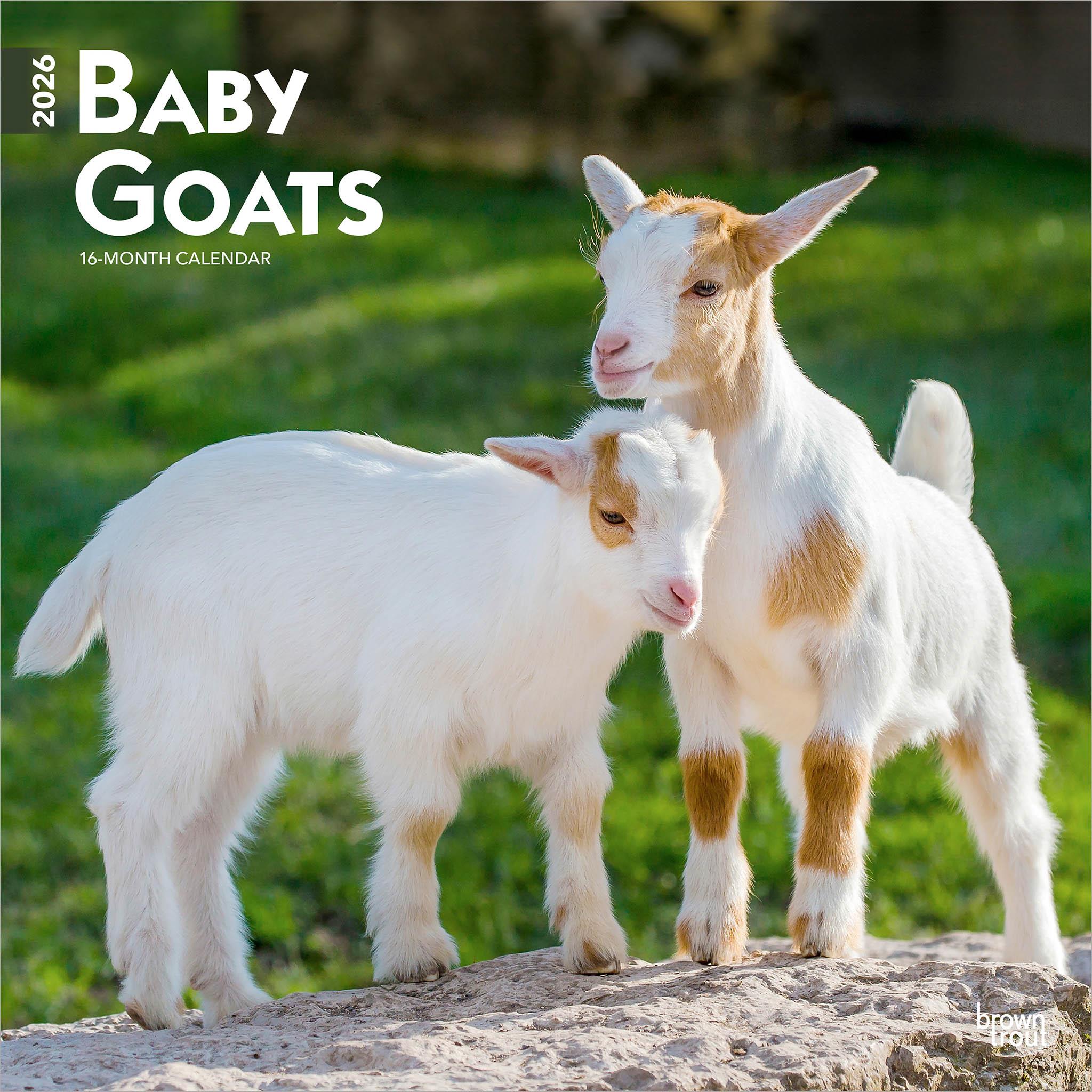 Baby Goats 2026 Wall Calendar