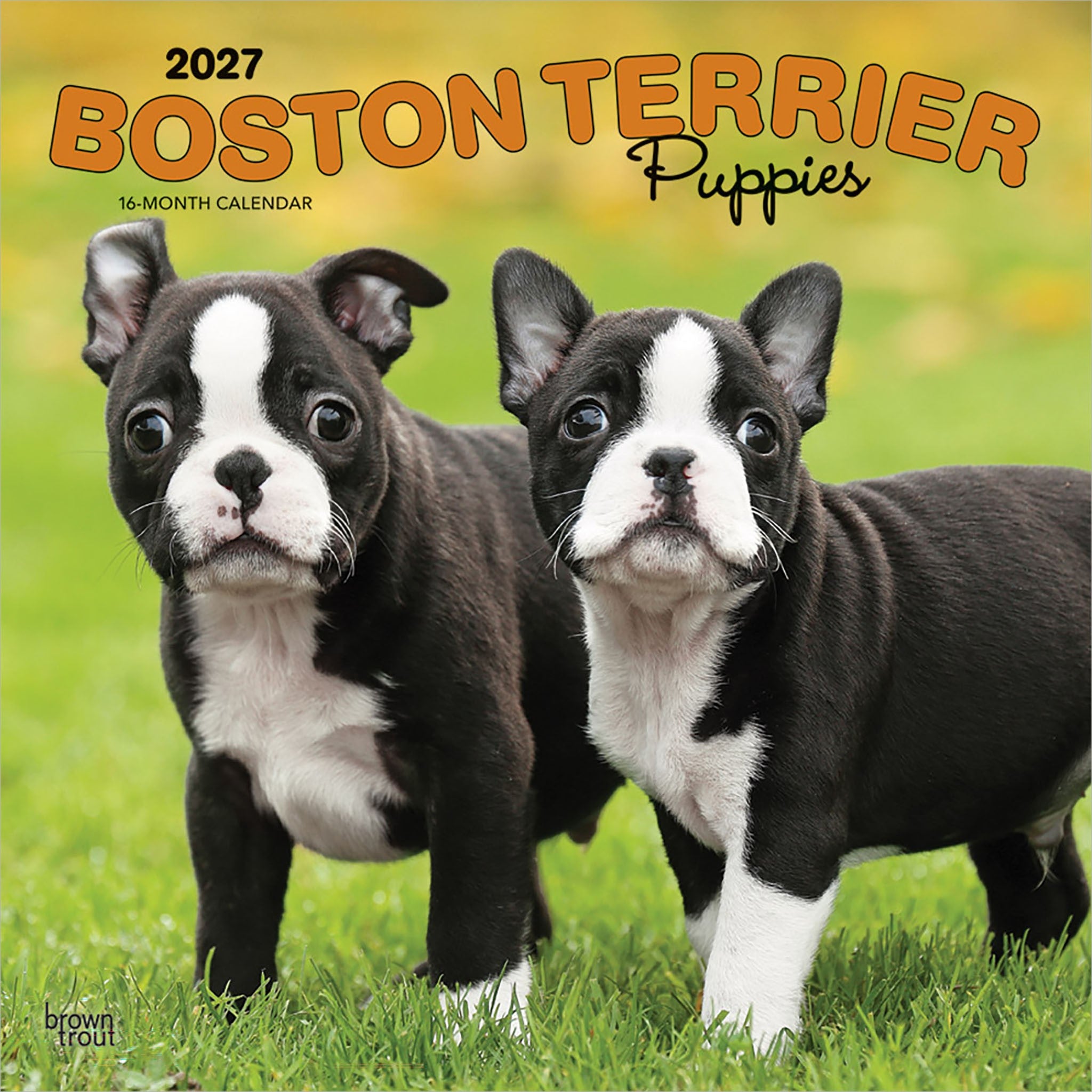 Boston Terrier Puppies 2027 Wall Calendar - Online Only