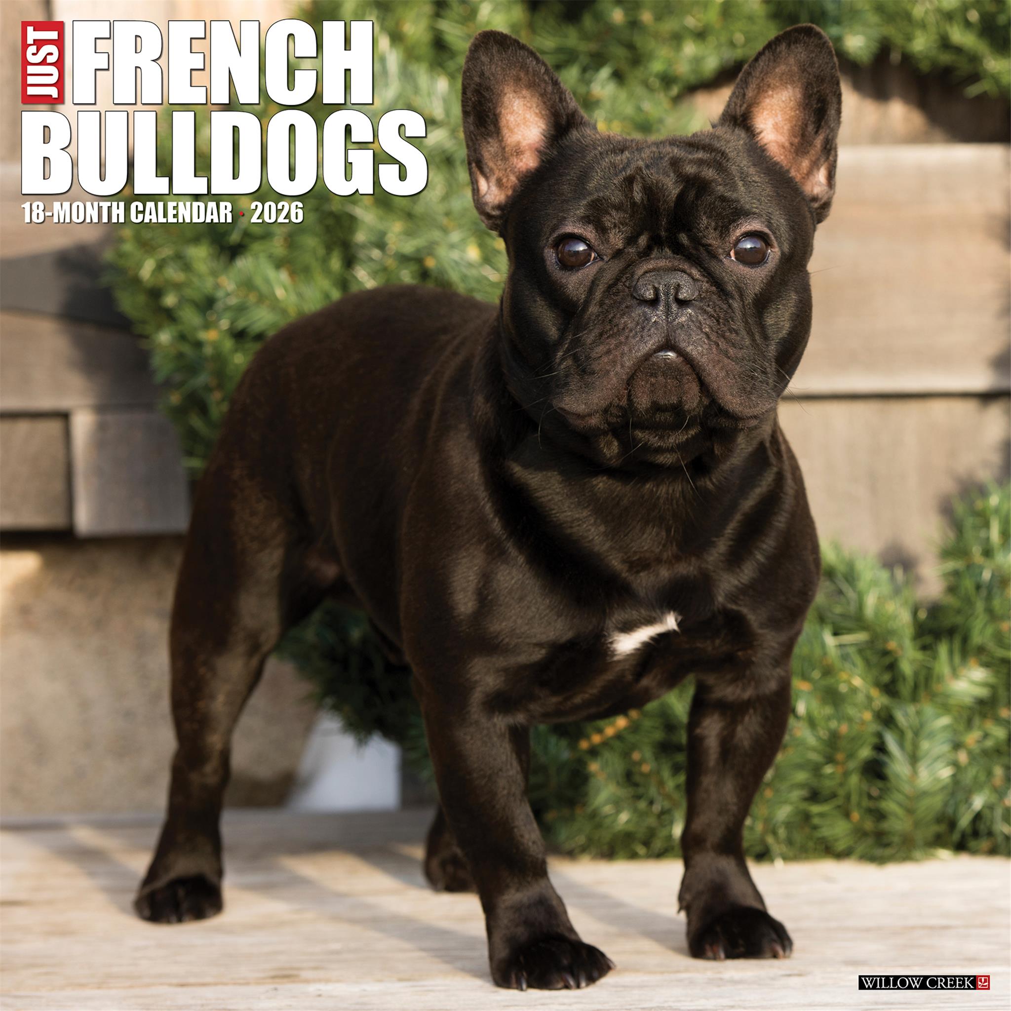 Just French Bulldogs 2026 Wall Calendar
