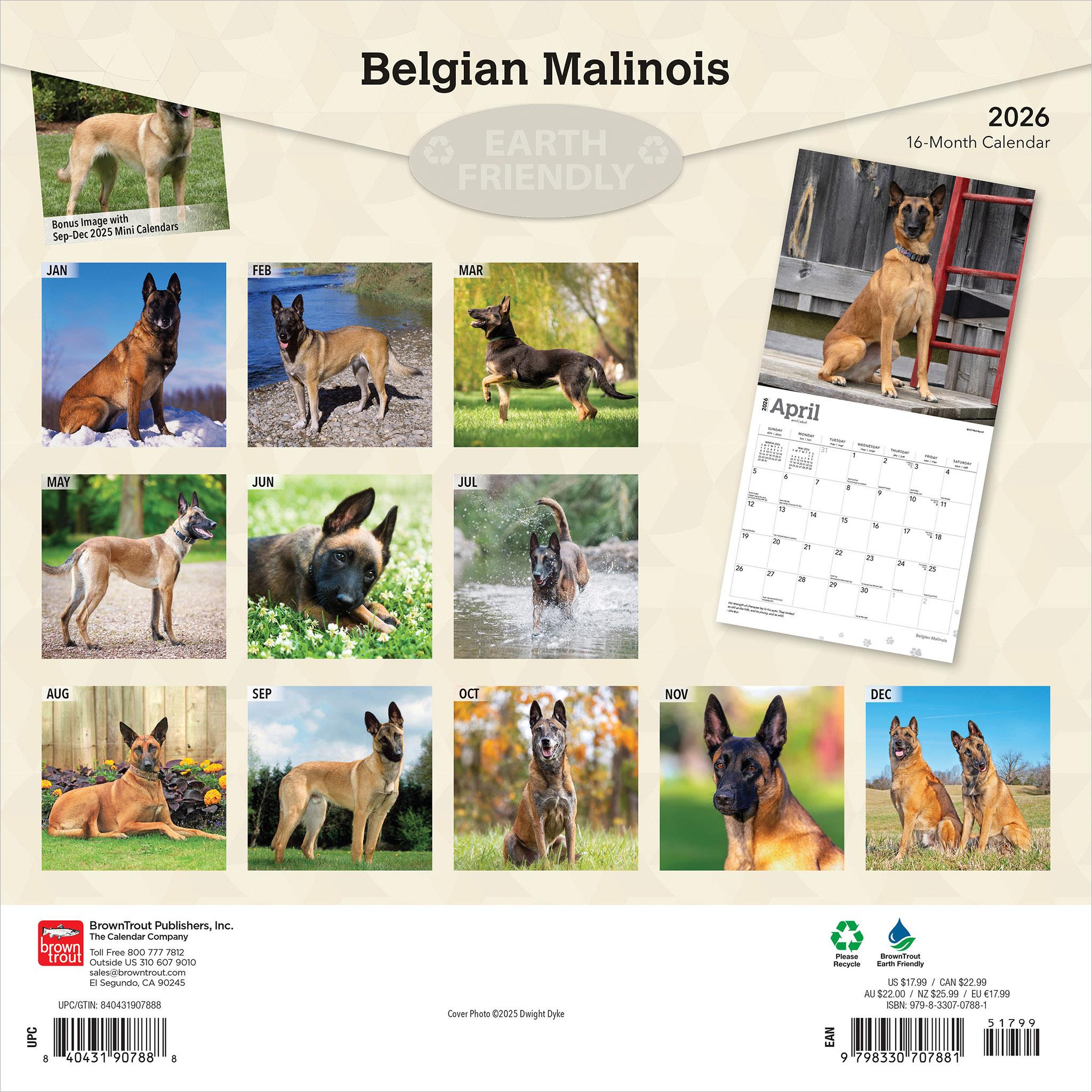 Belgian Malinois 2026 Wall Calendar - Online Only