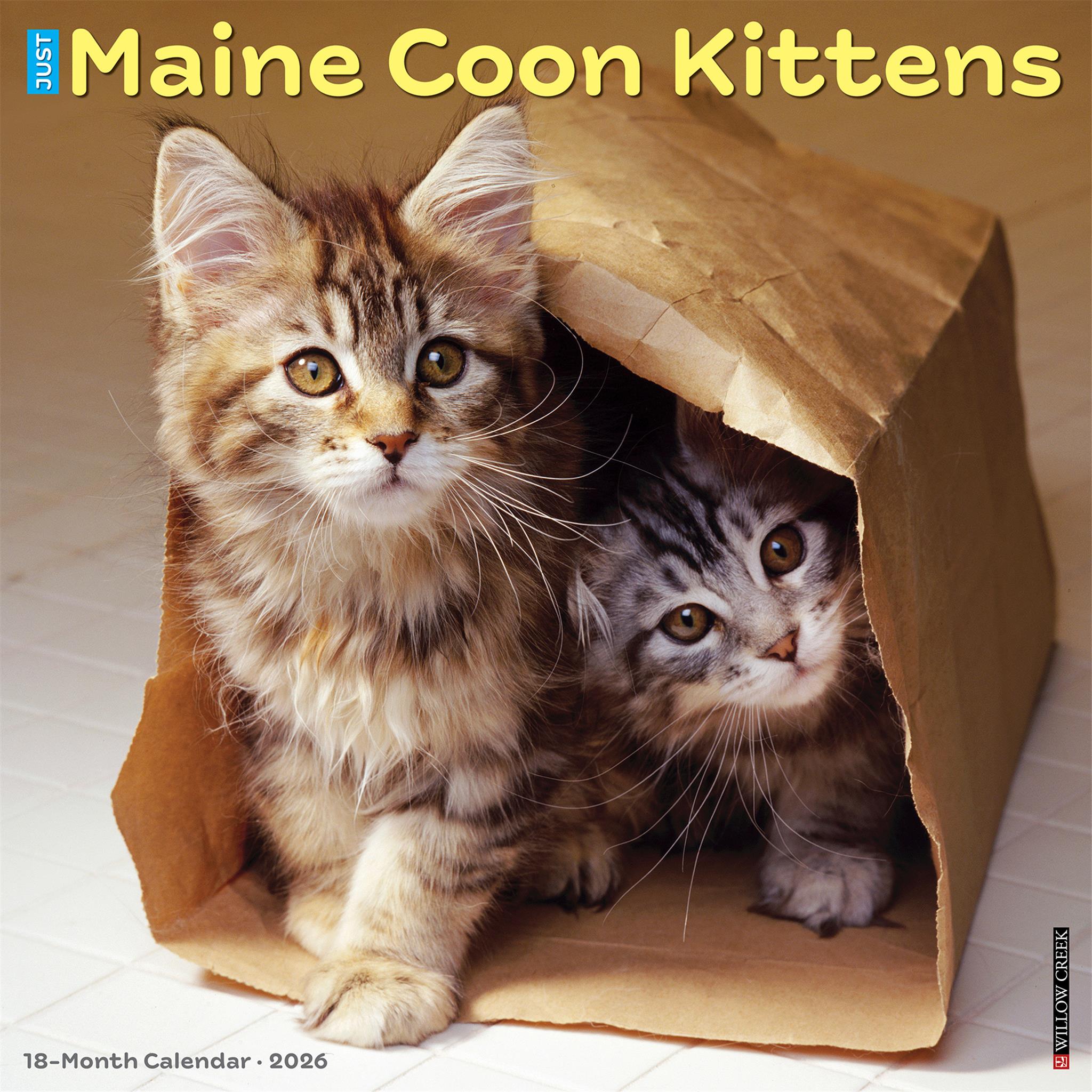 Maine Coon Kittens 2026 Just Wall Calendar