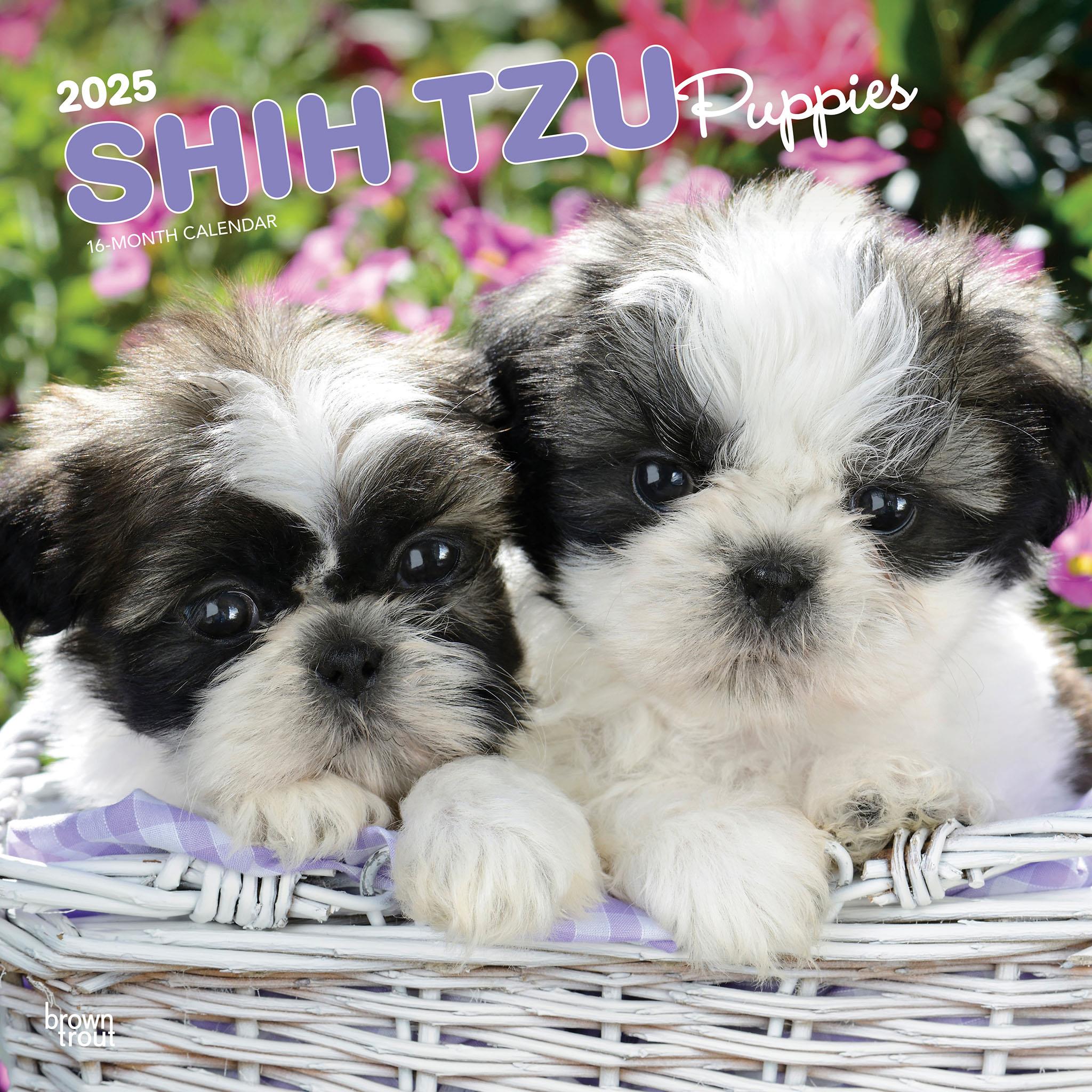 Puppies Boutique Micro Shih Tzu Puppies For Sale Micro Teacup Shih