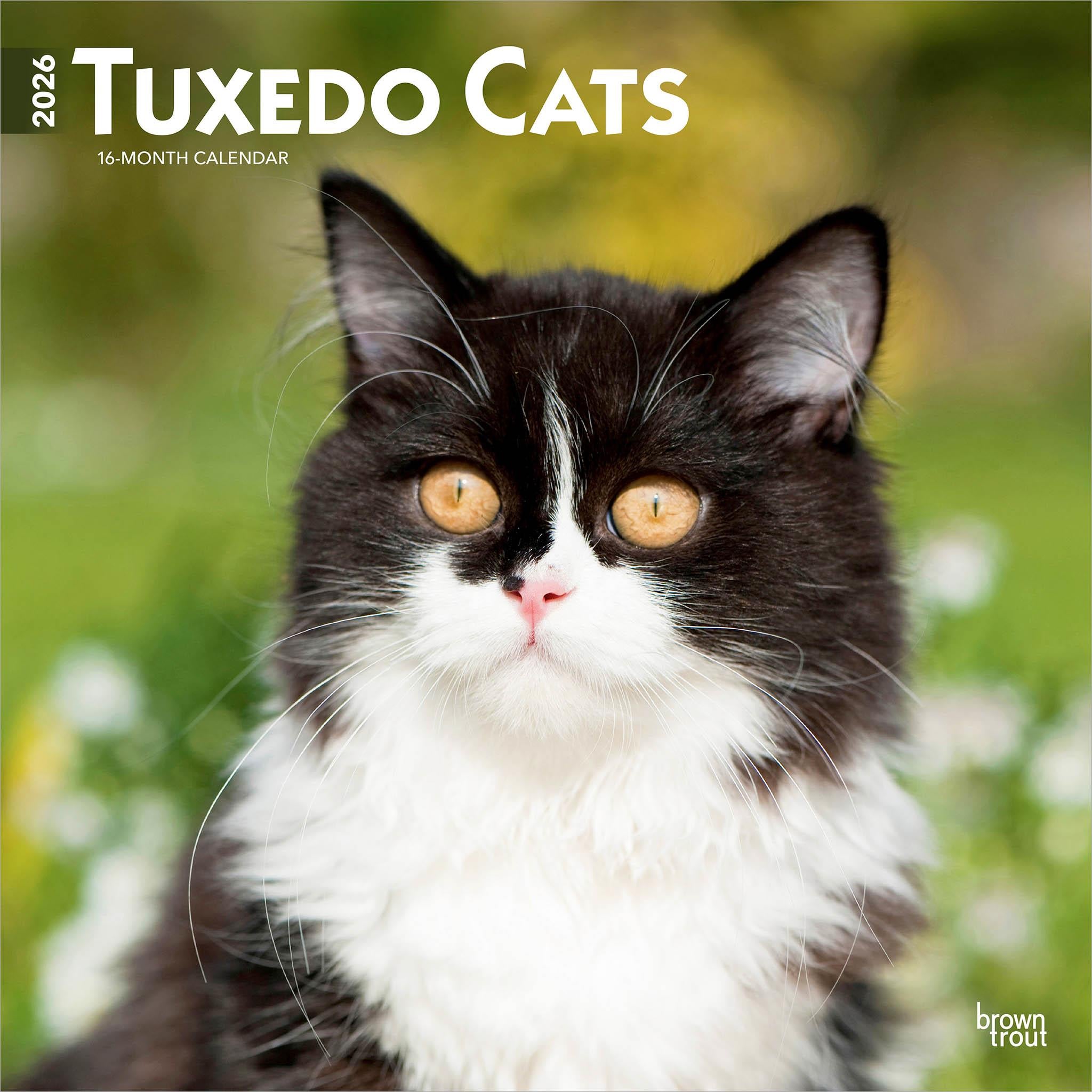 Tuxedo Cats 2026 Wall Calendar
