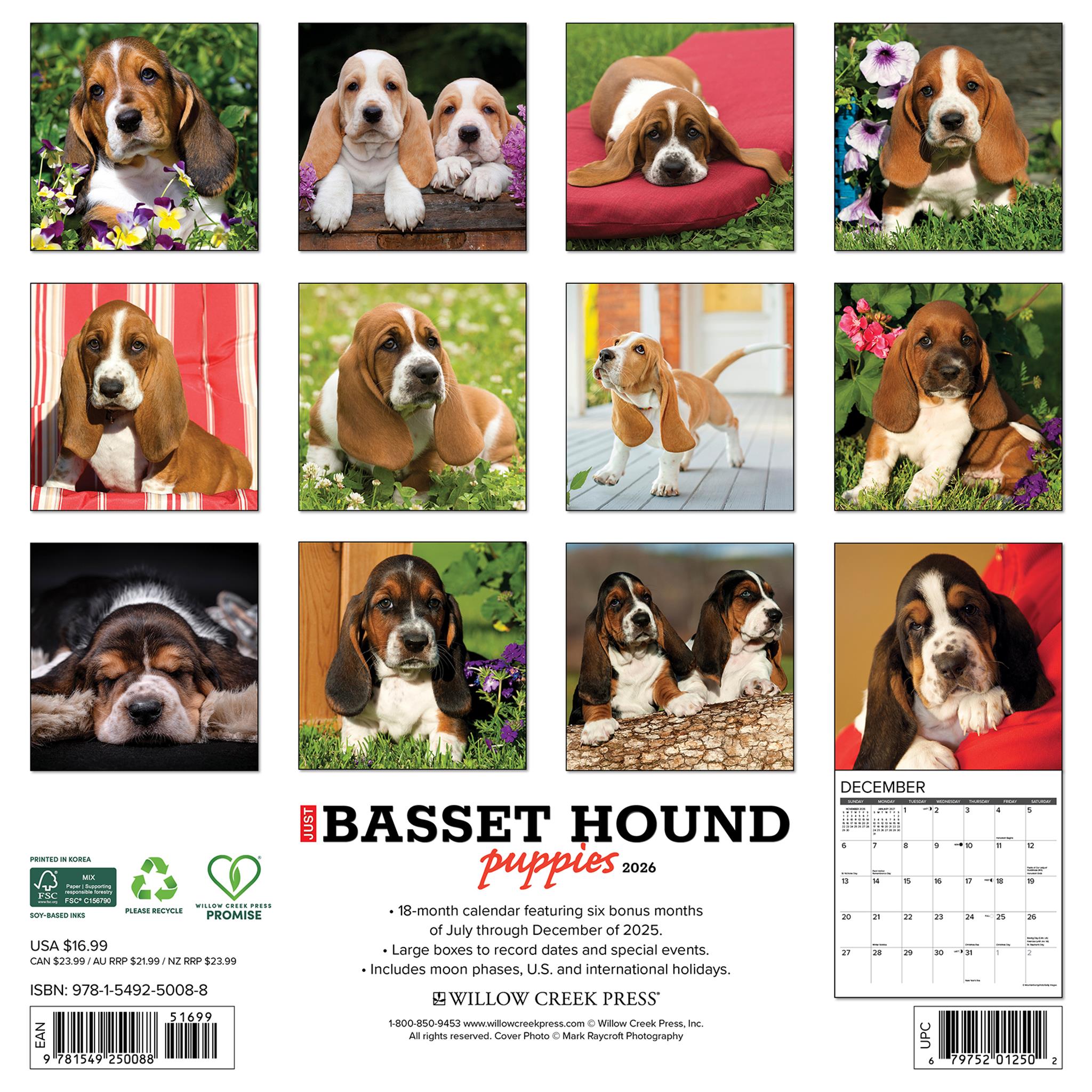 Just Basset Hound Puppies 2026 Wall Calendar - Online Only