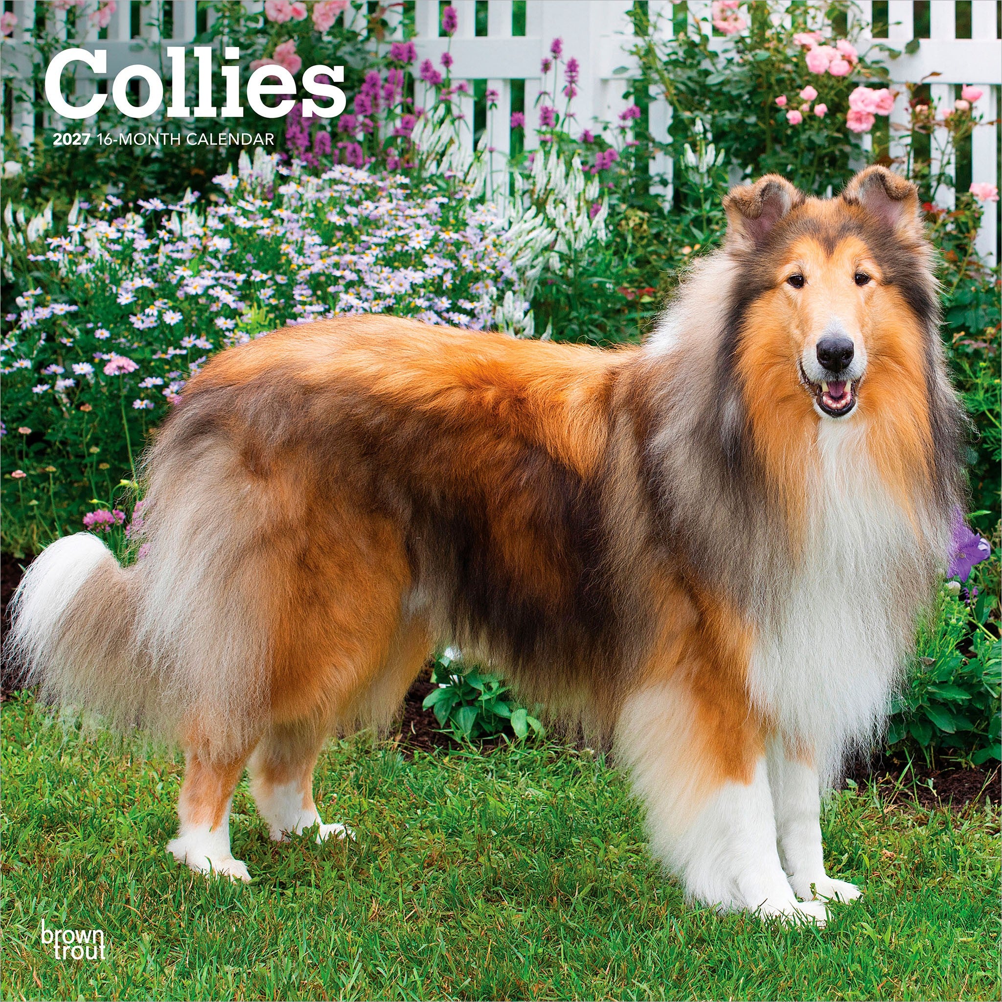 Collies 2027 Wall Calendar
