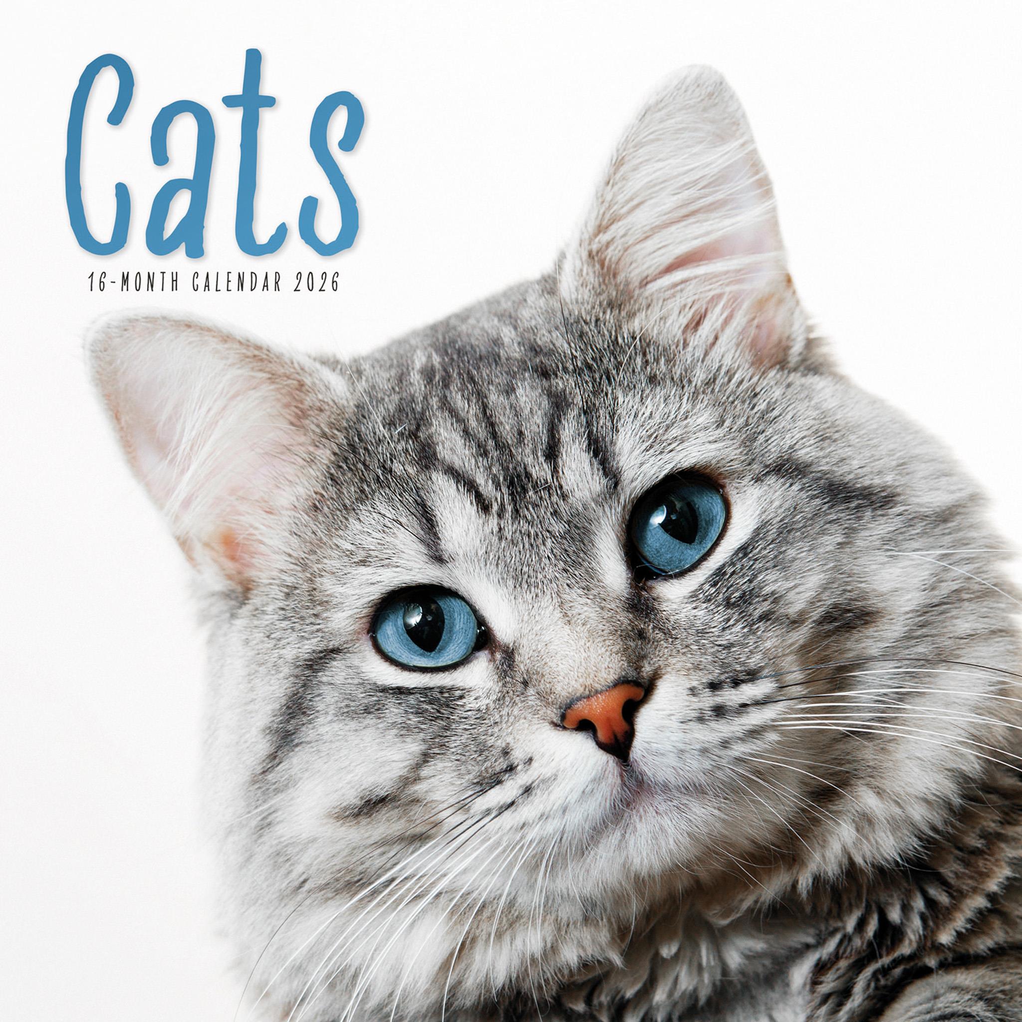 Cats Wall 2026 Calendar
