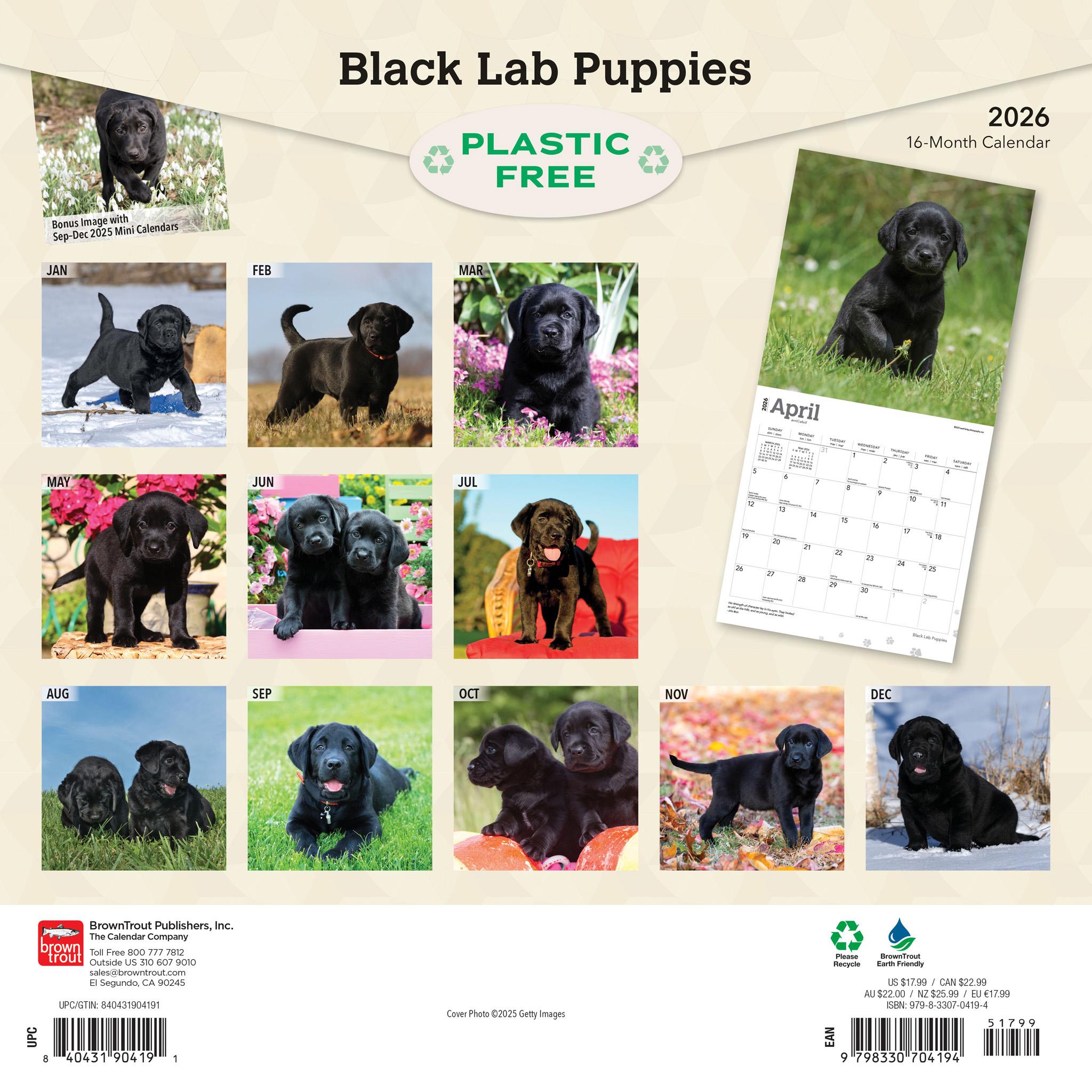 Black Lab Puppies 2026 Wall Calendar
