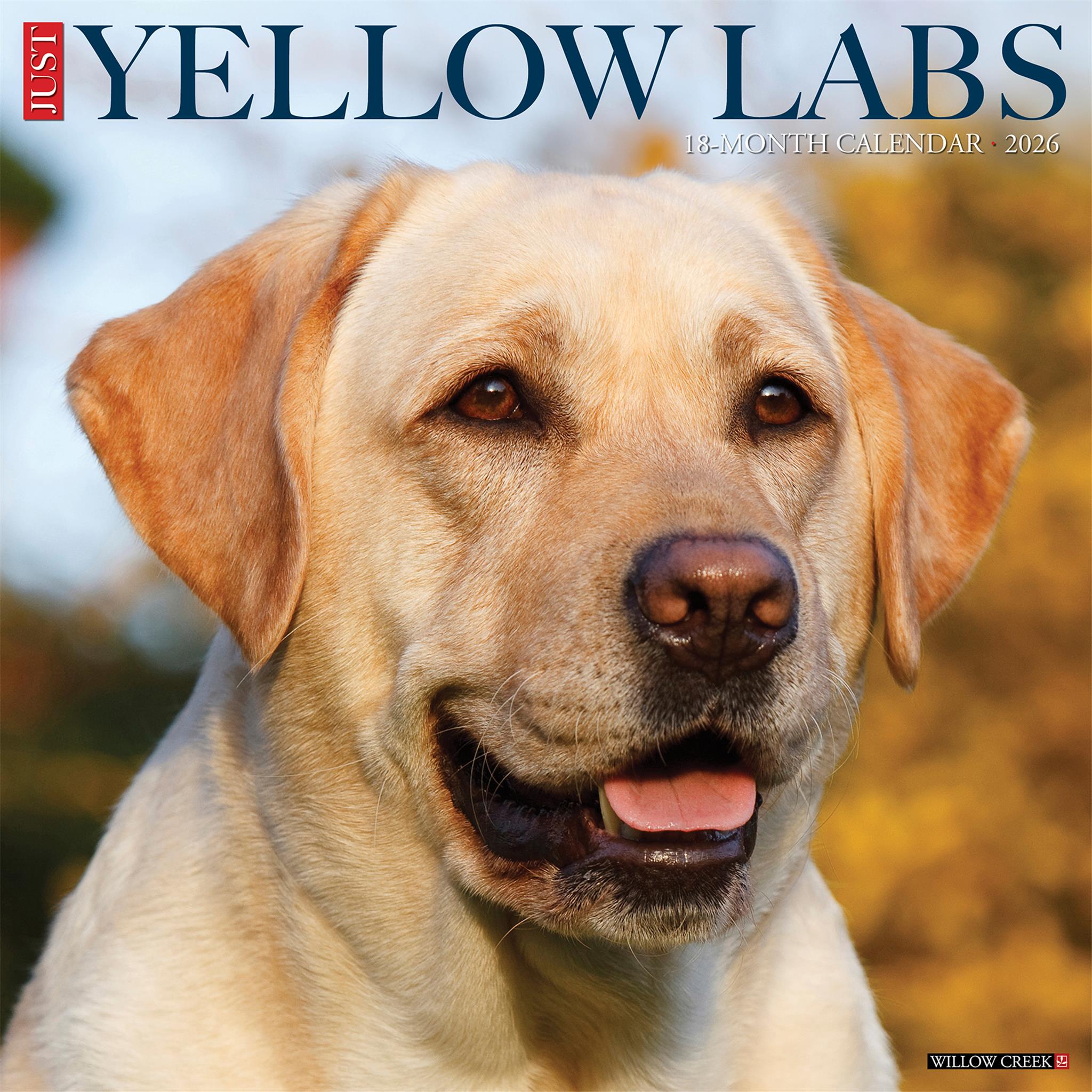 Yellow Labs 2026 Just Wall Calendar