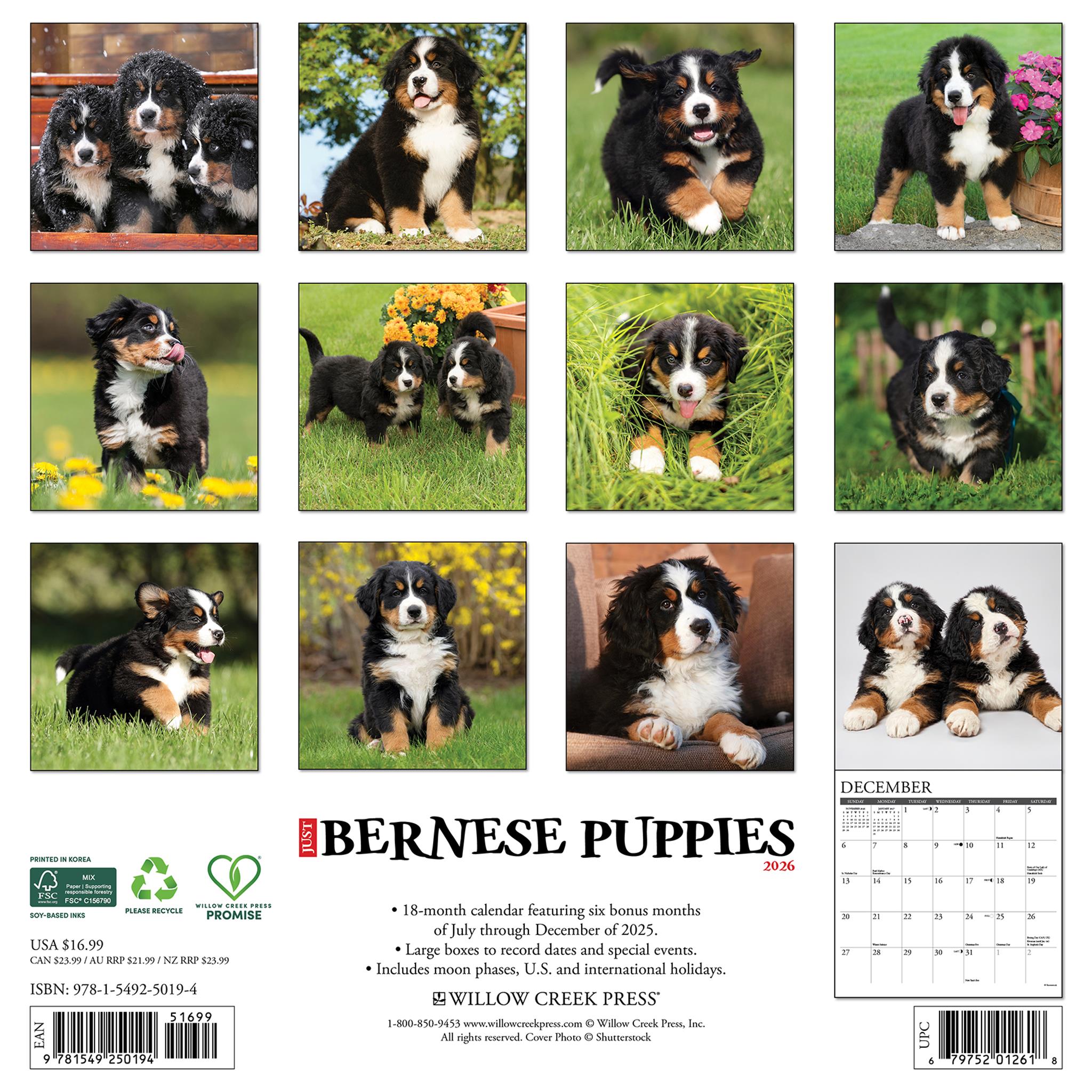 Just Bernese Mountain Puppies 2026 Wall Calendar