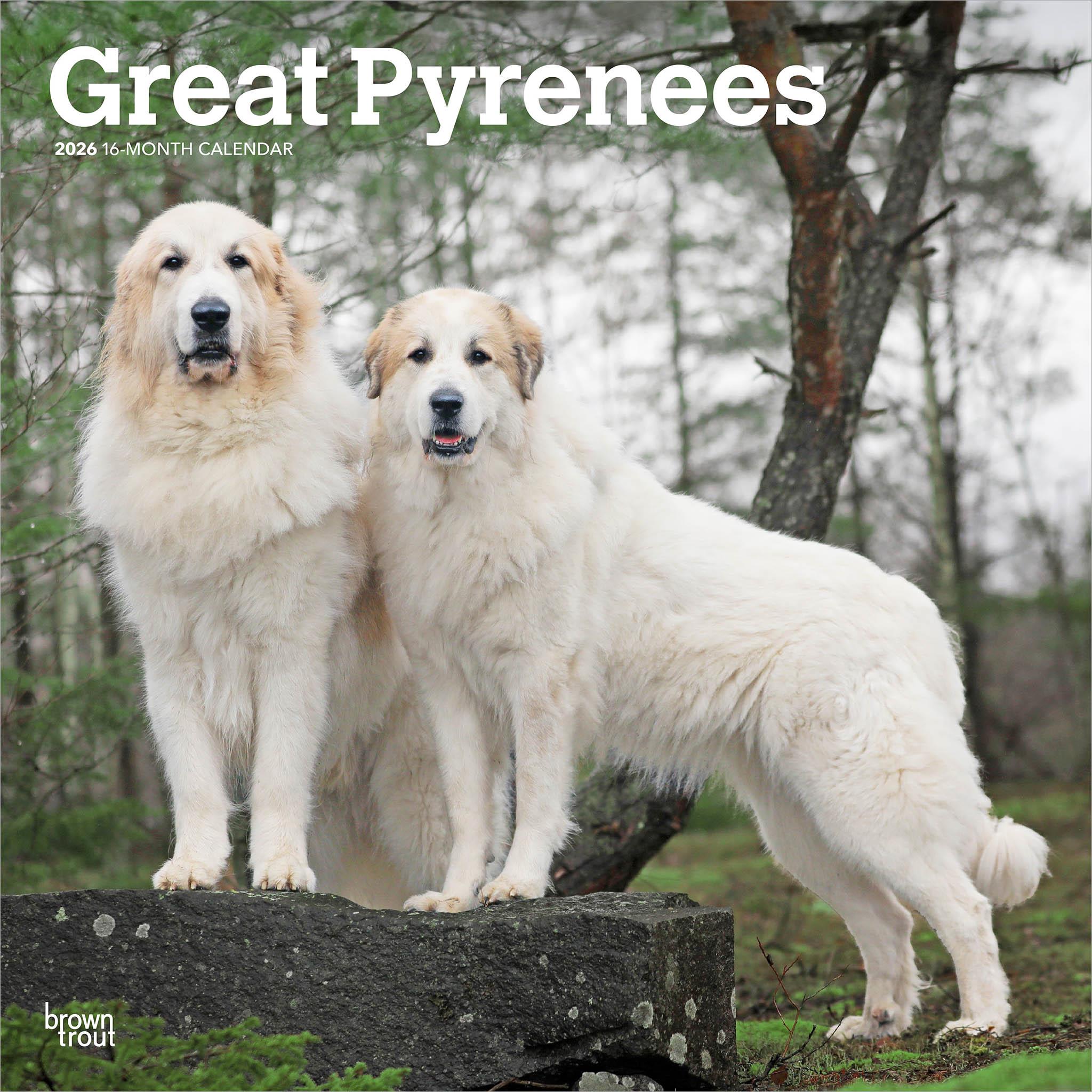 Great Pyrenees 2026 Wall Calendar