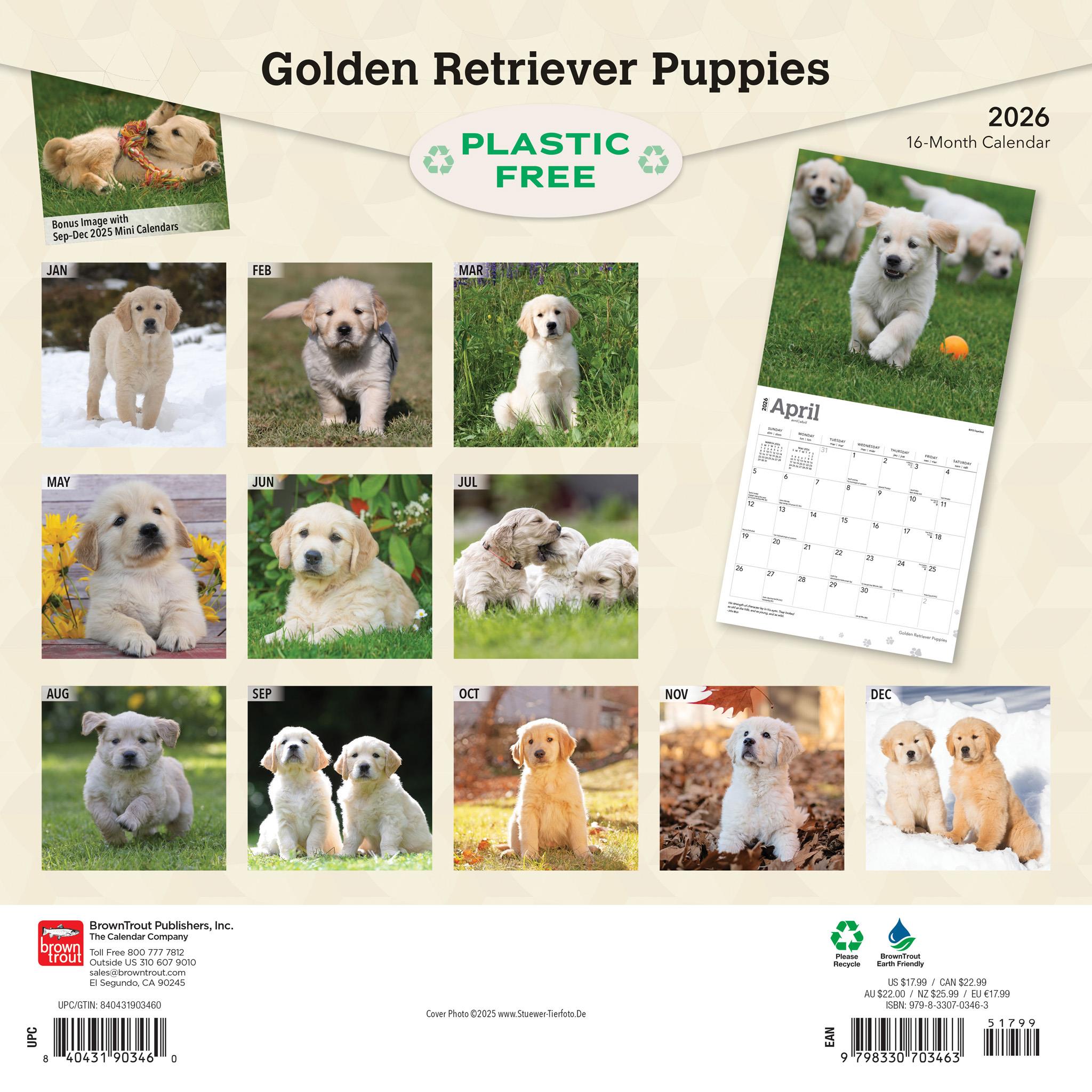 Golden Retriever Puppies 2026 Wall Calendar