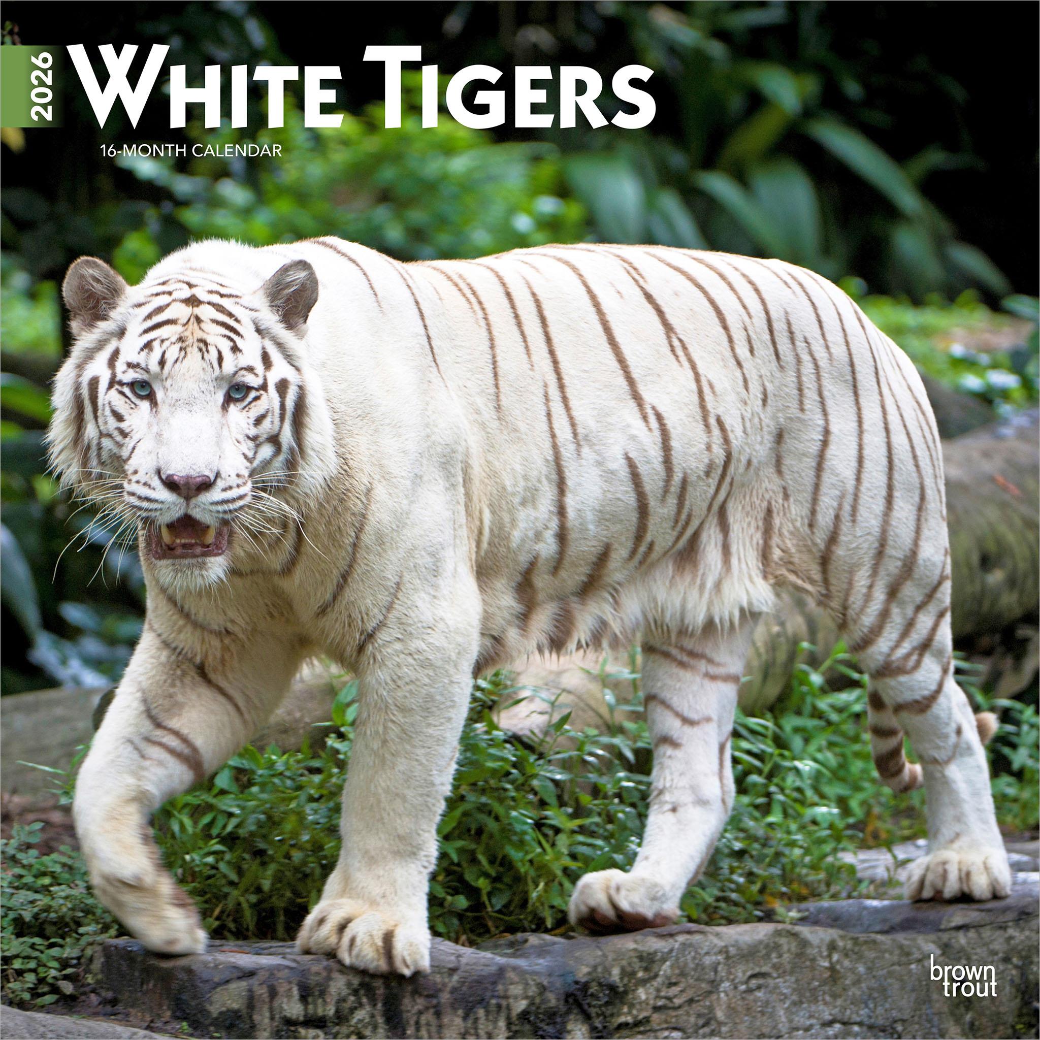 White Tigers 2026 Wall Calendar