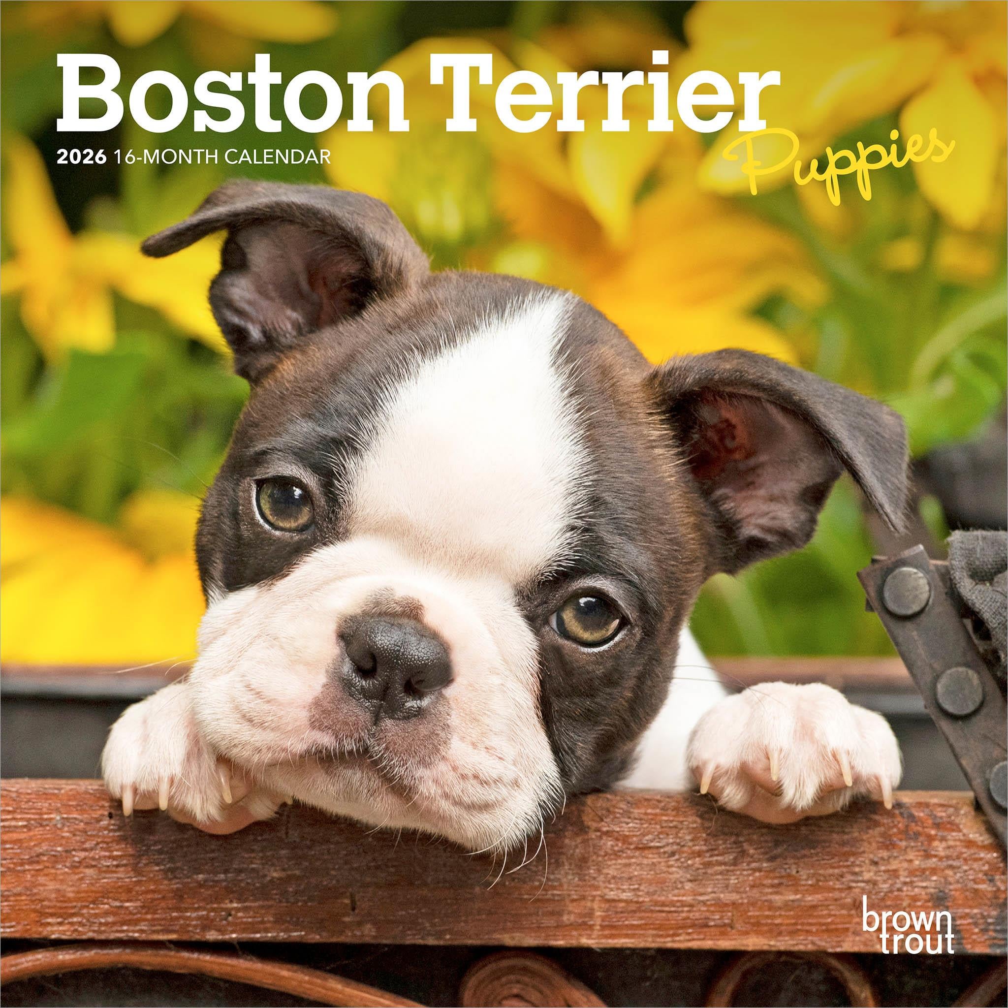 Boston Terrier Puppies 2026 Mini Calendar