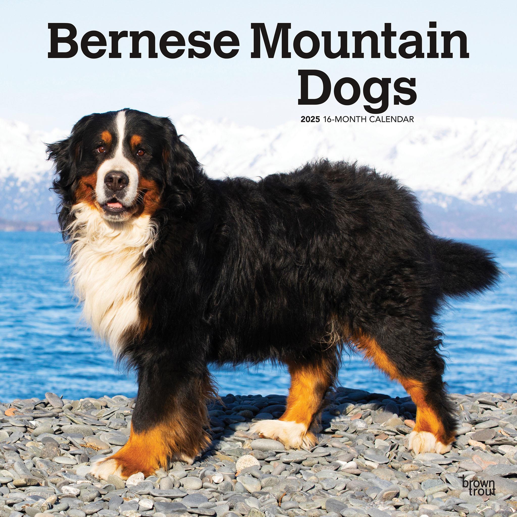 Breeds Berner Dogs Breeds Similar To Bernese Mountain Dog