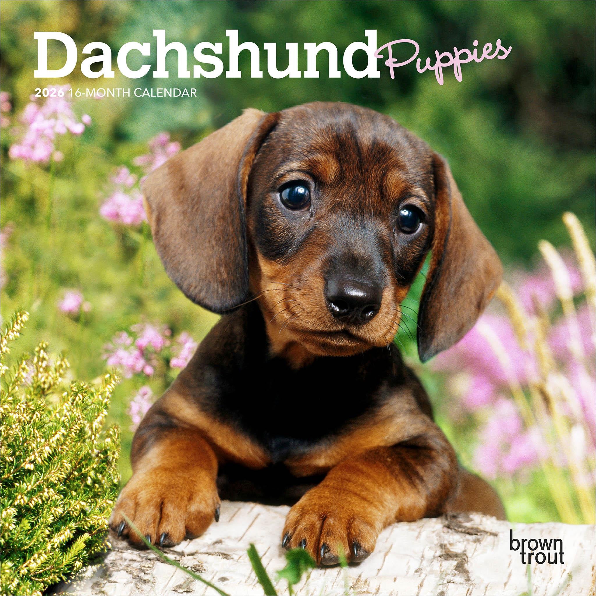 Dachshund Puppies 2026 Mini Calendar
