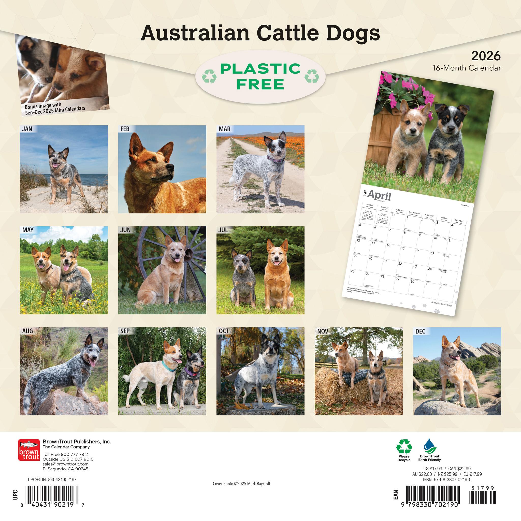 Australian Cattle Dogs 2026 Wall Calendar - Online Only
