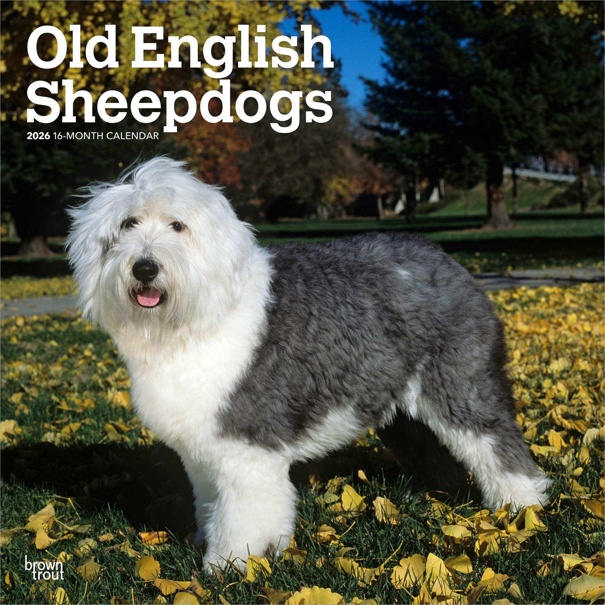 Old English Sheepdogs 2026 Wall Calendar