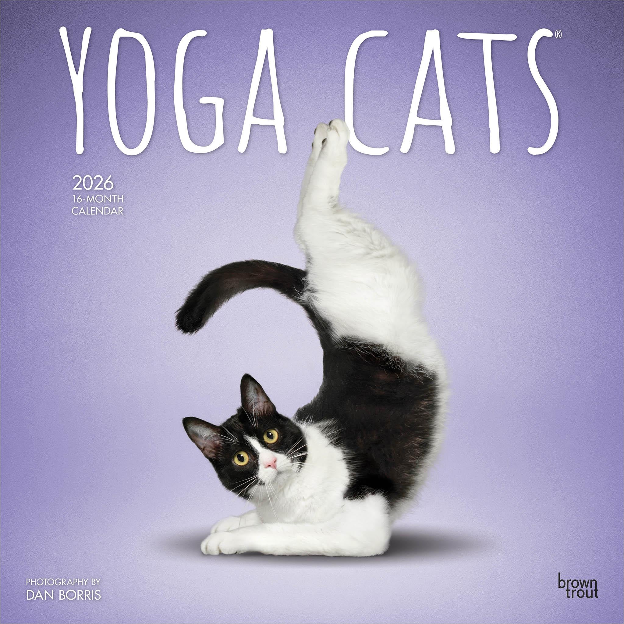 Yoga Cats 2026 Wall Calendar