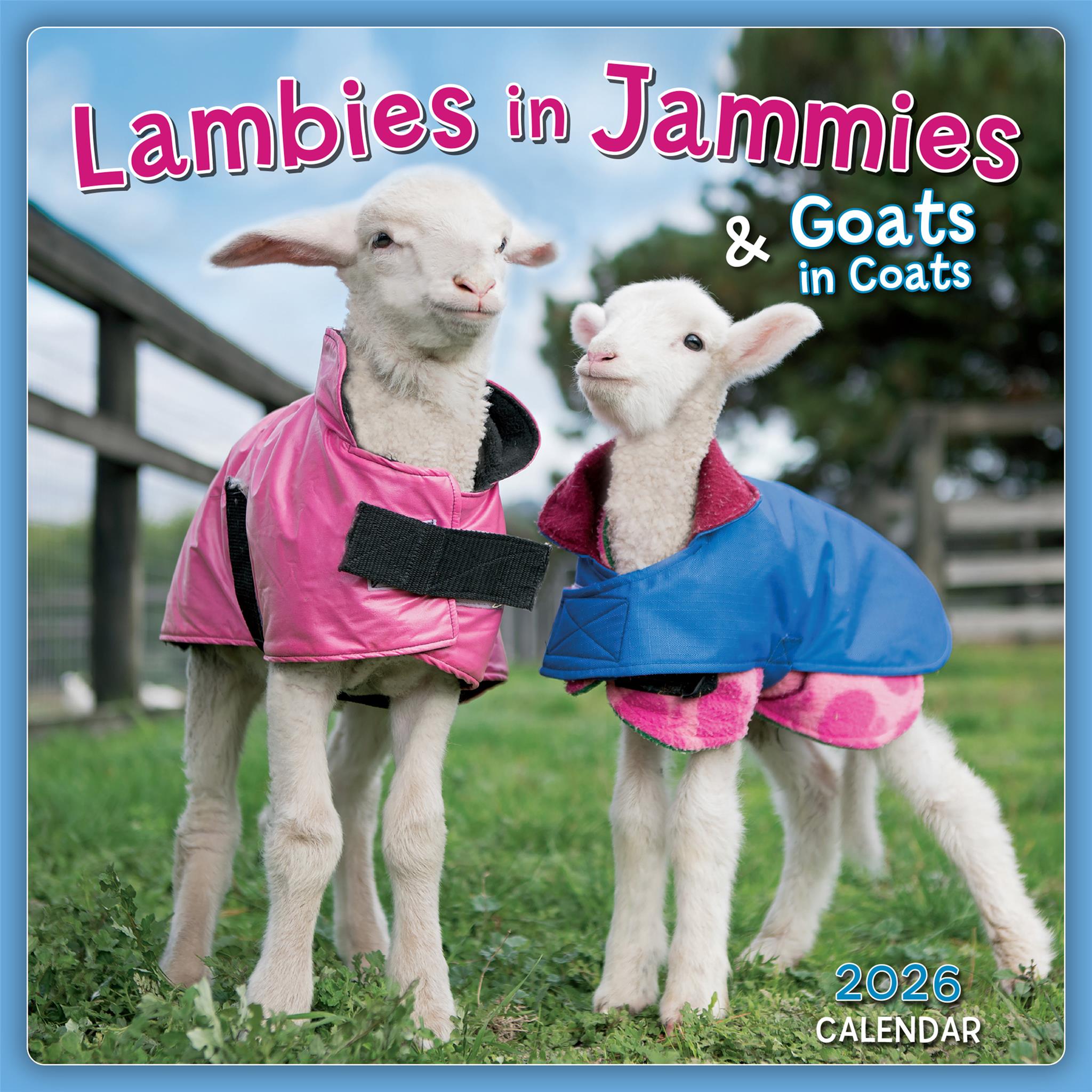 Lambies In Jammies And Goats In Coats 2026 Mini Calendar