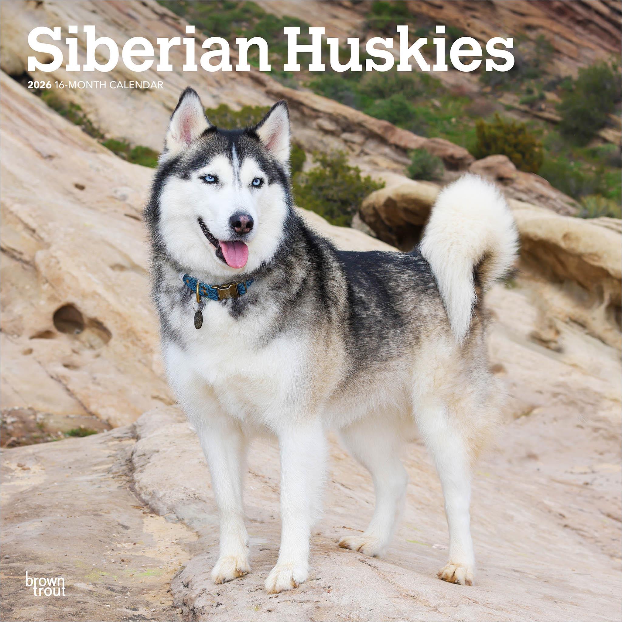 Siberian Huskies 2026 Wall Calendar