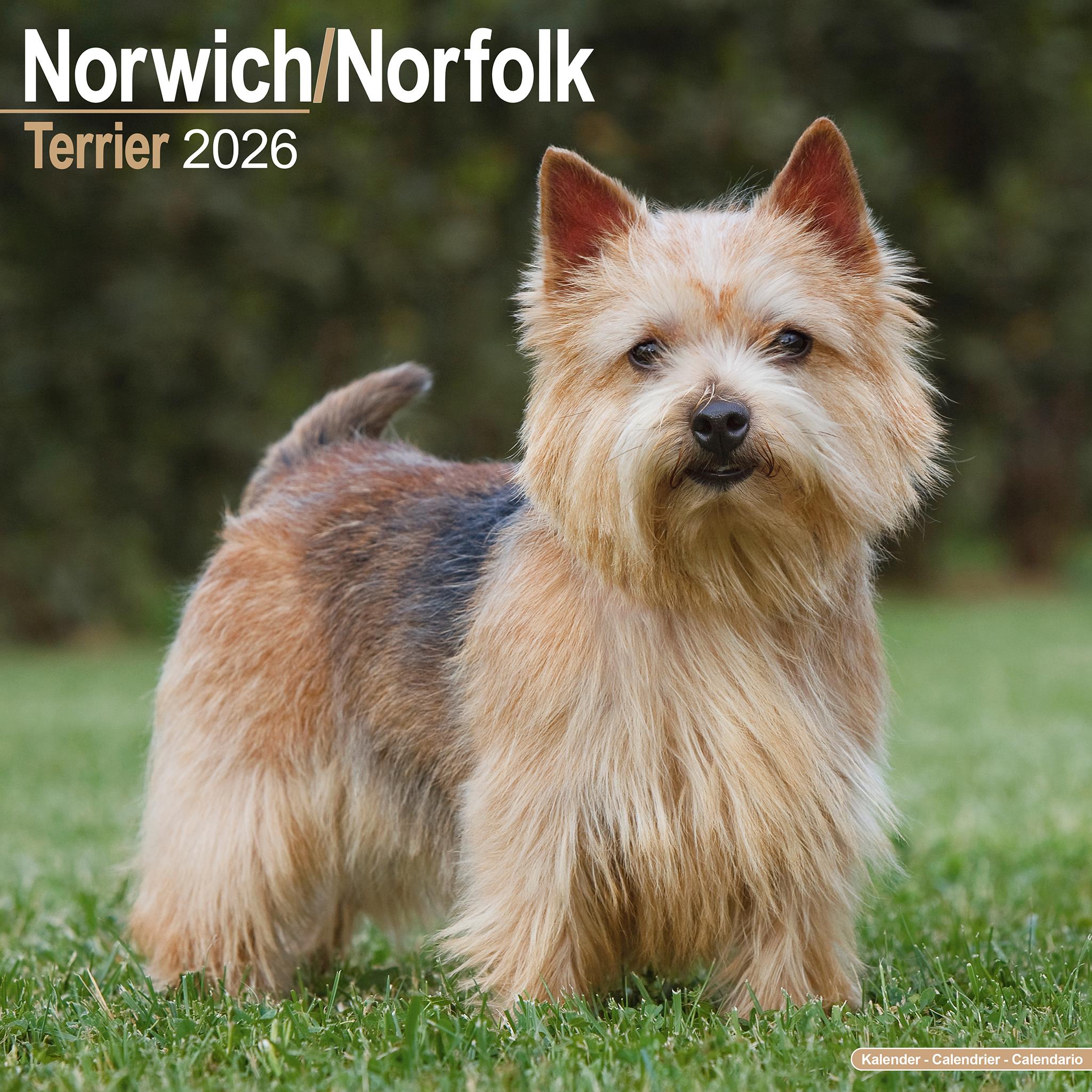 Norwich Norfolk Terrier 2026 Wall Calendar