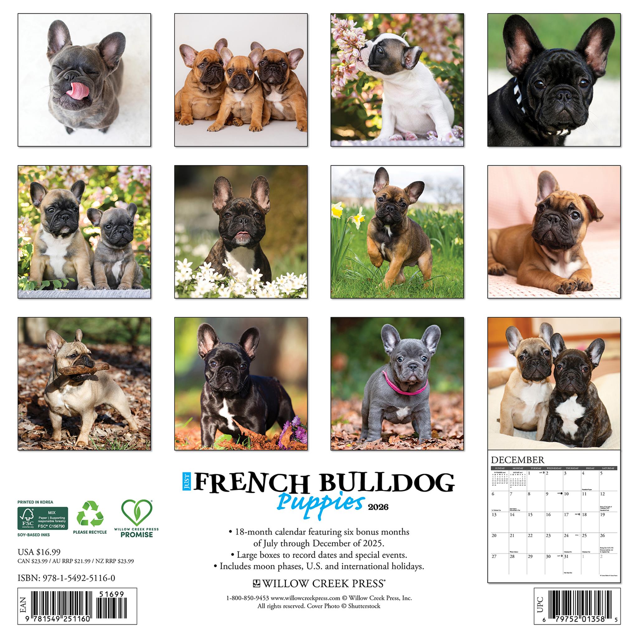 Just French Bulldog Puppies 2026 Wall Calendar