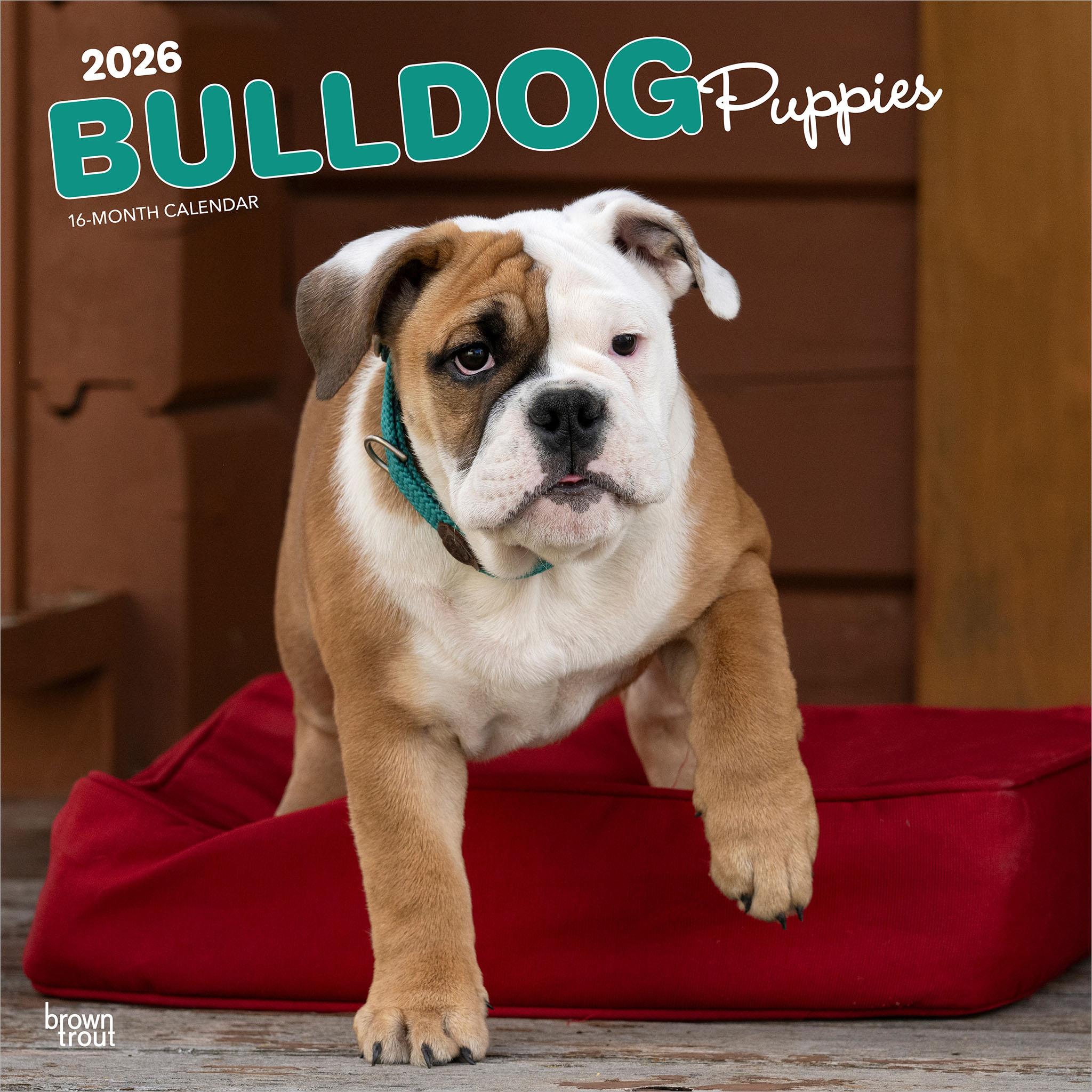 Bulldog Puppies 2026 Wall Calendar - Online Only