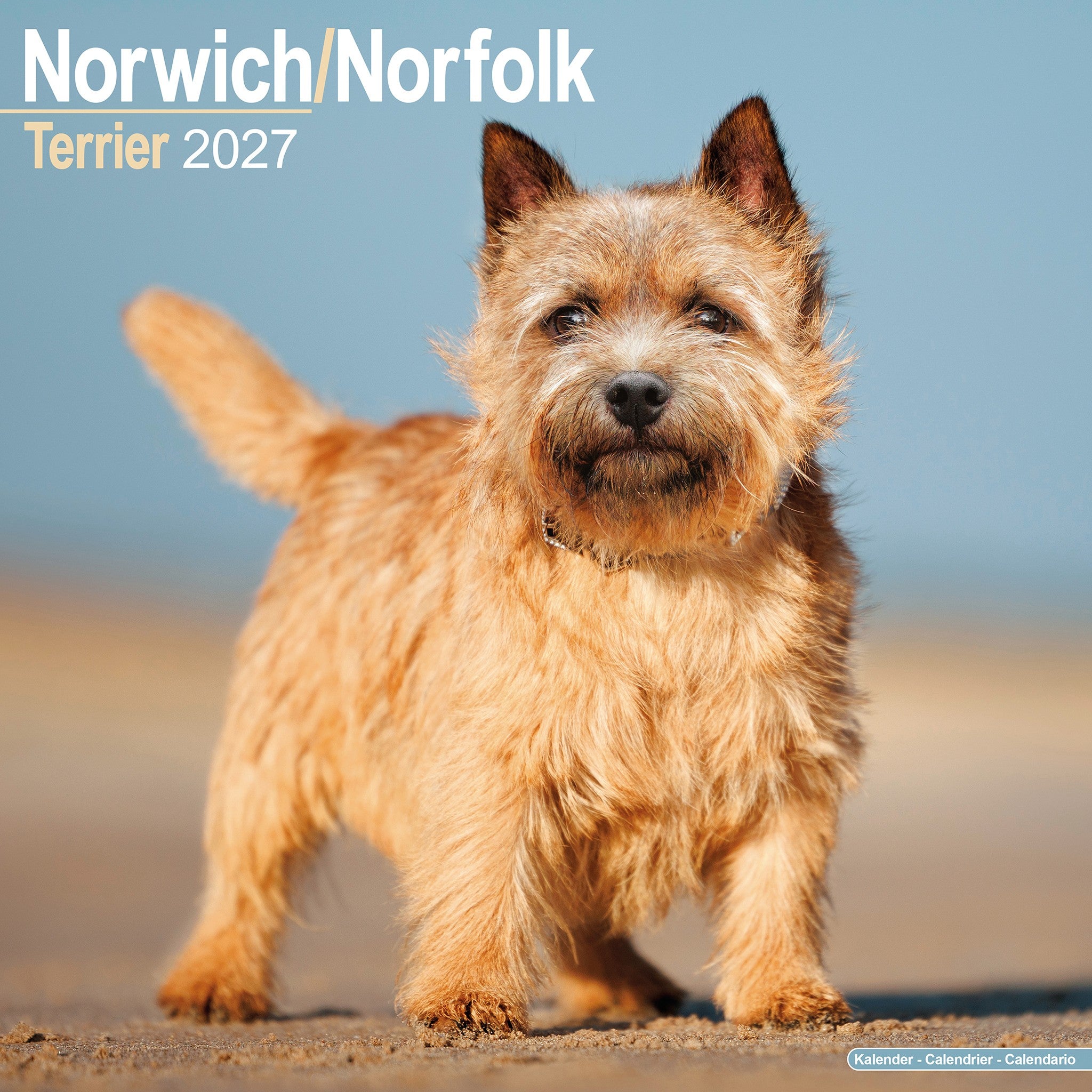 Norwich/Norfolk Terrier 2027 Wall Calendar - Online Only