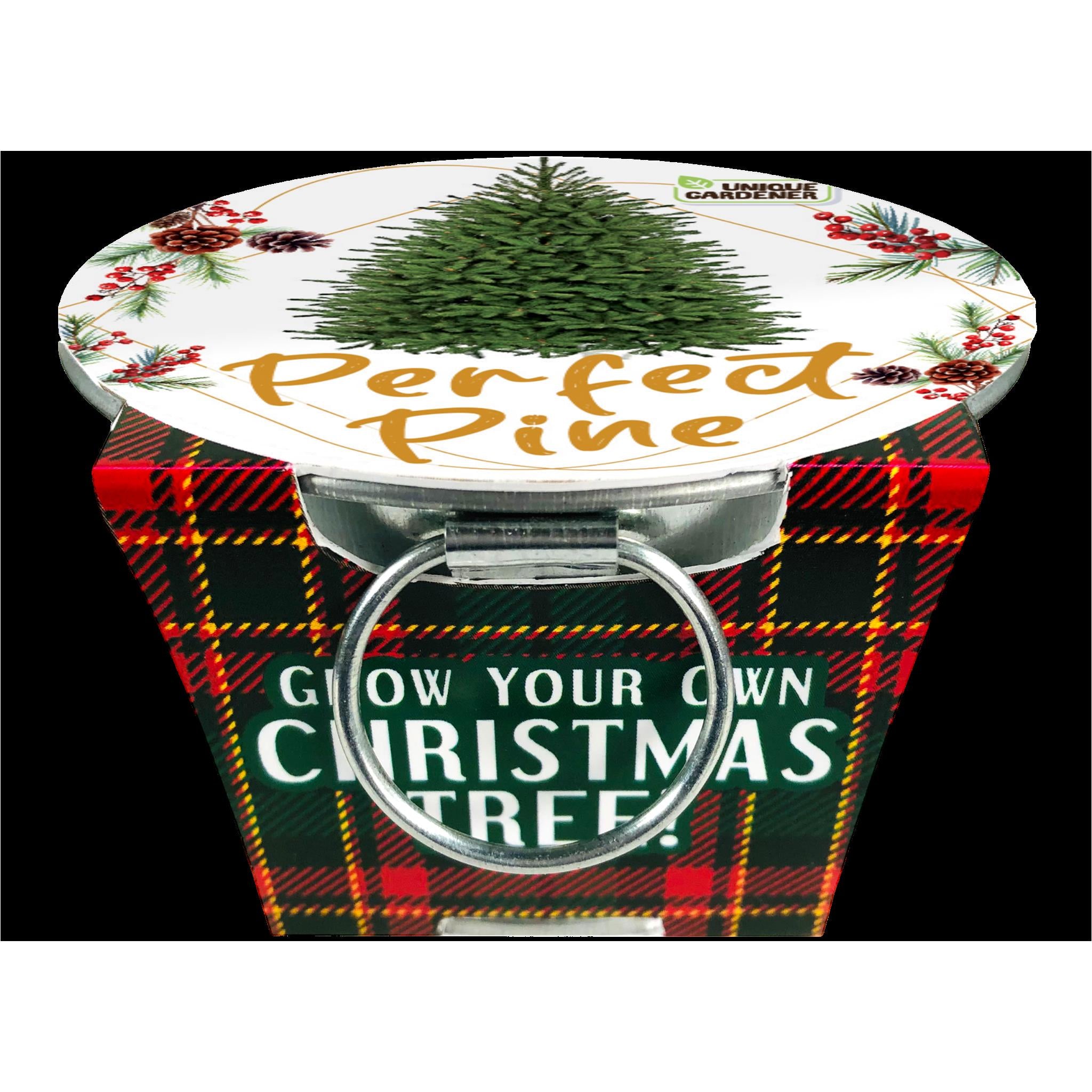 Perfect Pines Grow Your Own Christmas Tree