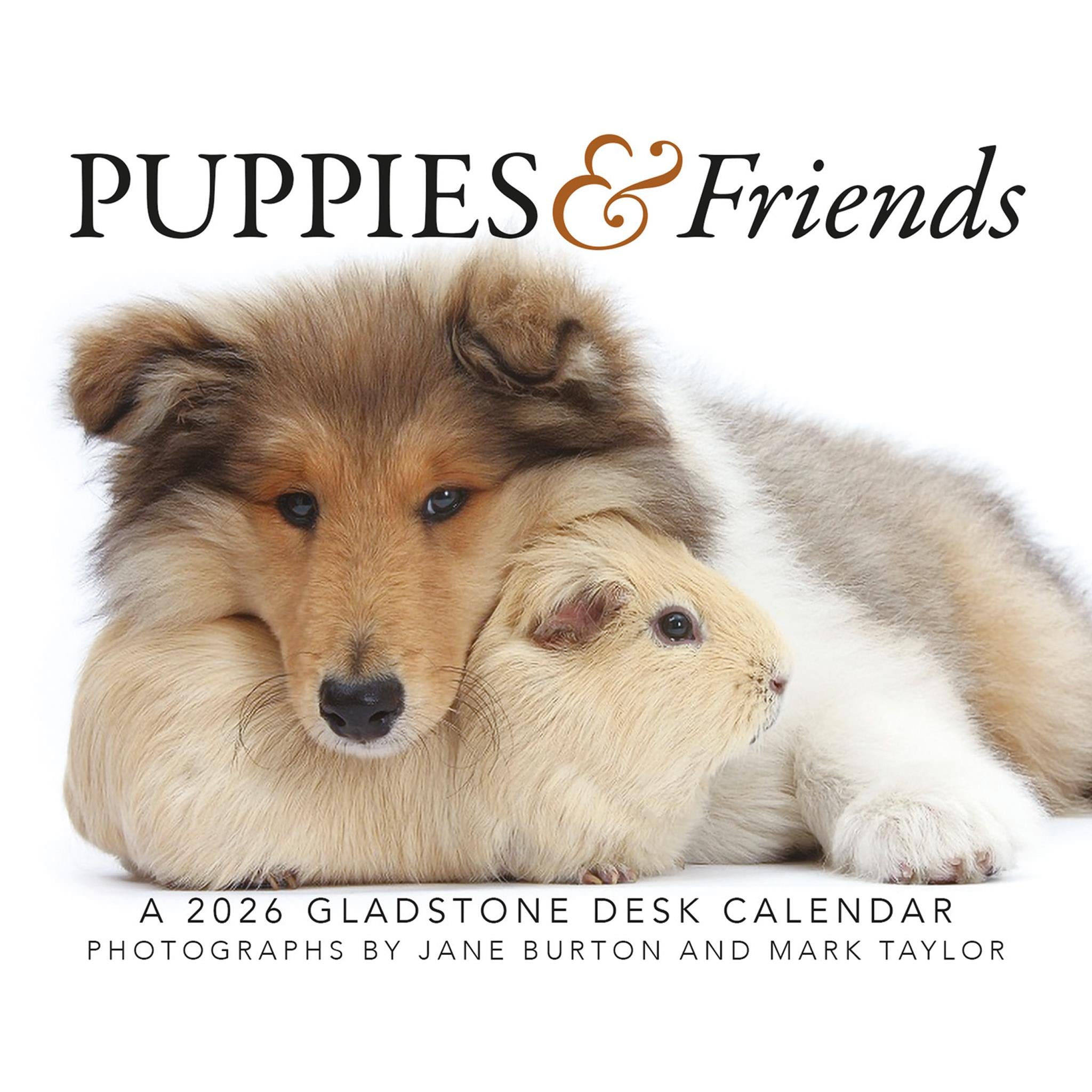 Puppies And Friends 2026 Box Calendar