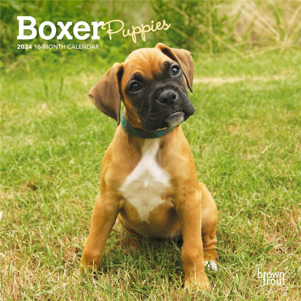 Boxer Puppies 2024 Mini Calendar