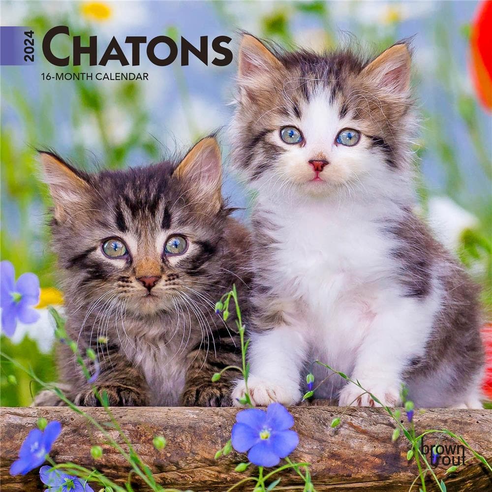 9781975470241 Chatons 2024 Mini Calendar (French) BrownTrout - Calendar Club