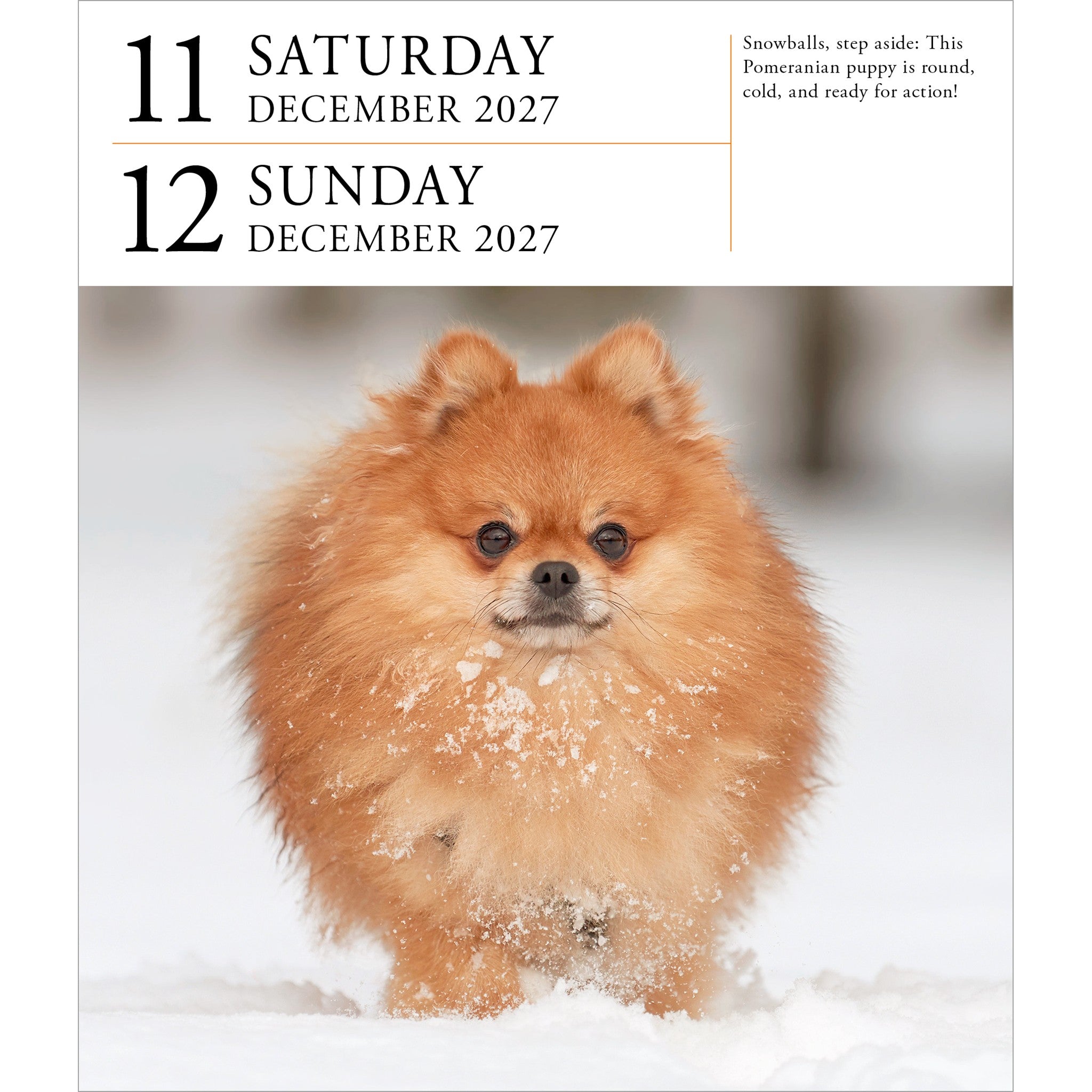 Dog Gallery 2027 Box Calendar