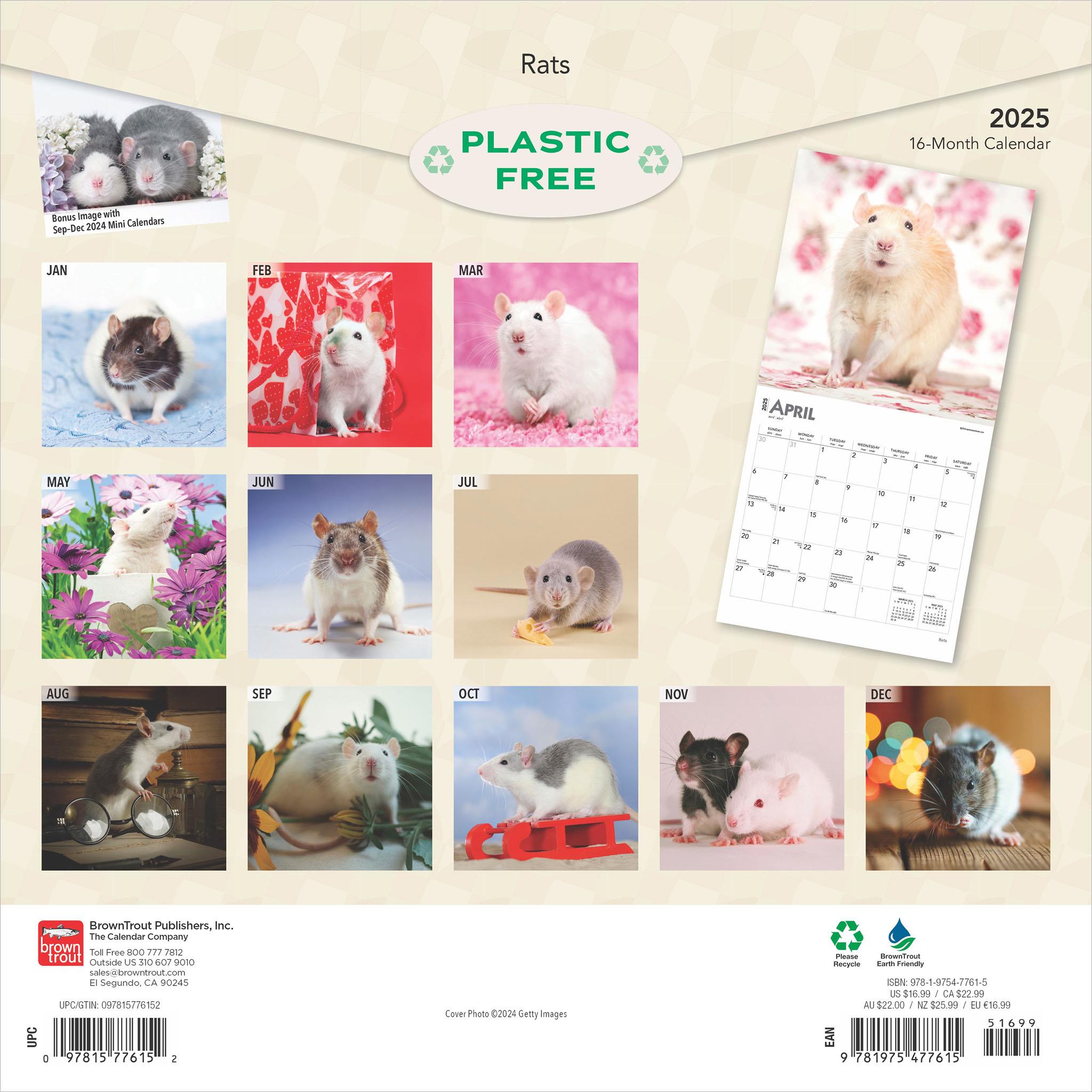 Rats Wall 2025 Calendar
