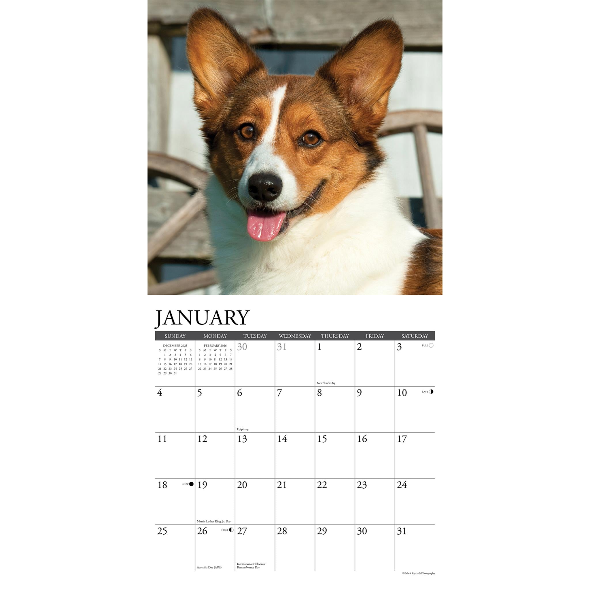 Just Corgis 2026 Wall Calendar
