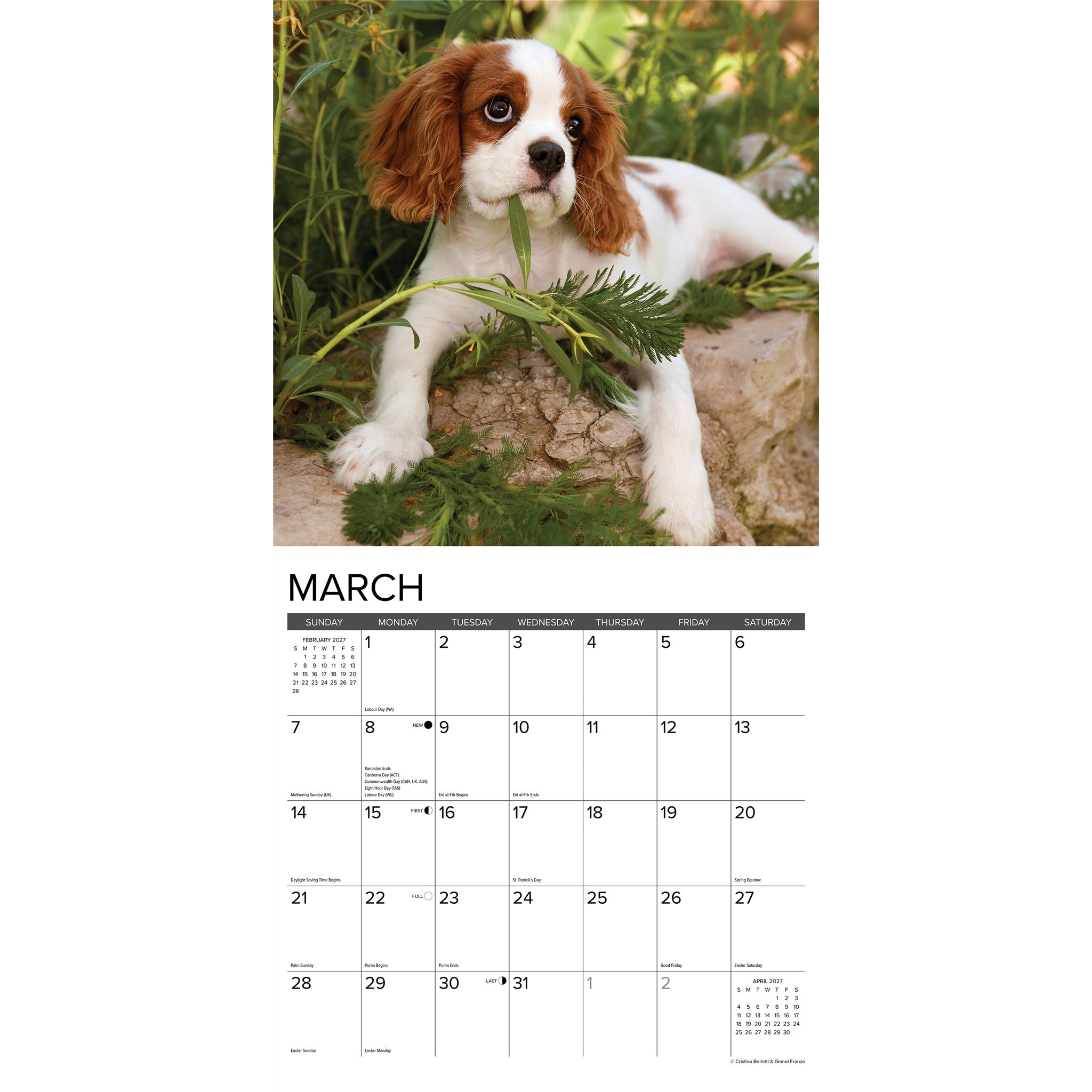 Cavalier King Charles Spaniel Puppies 2027 Wall Calendar - Online Only