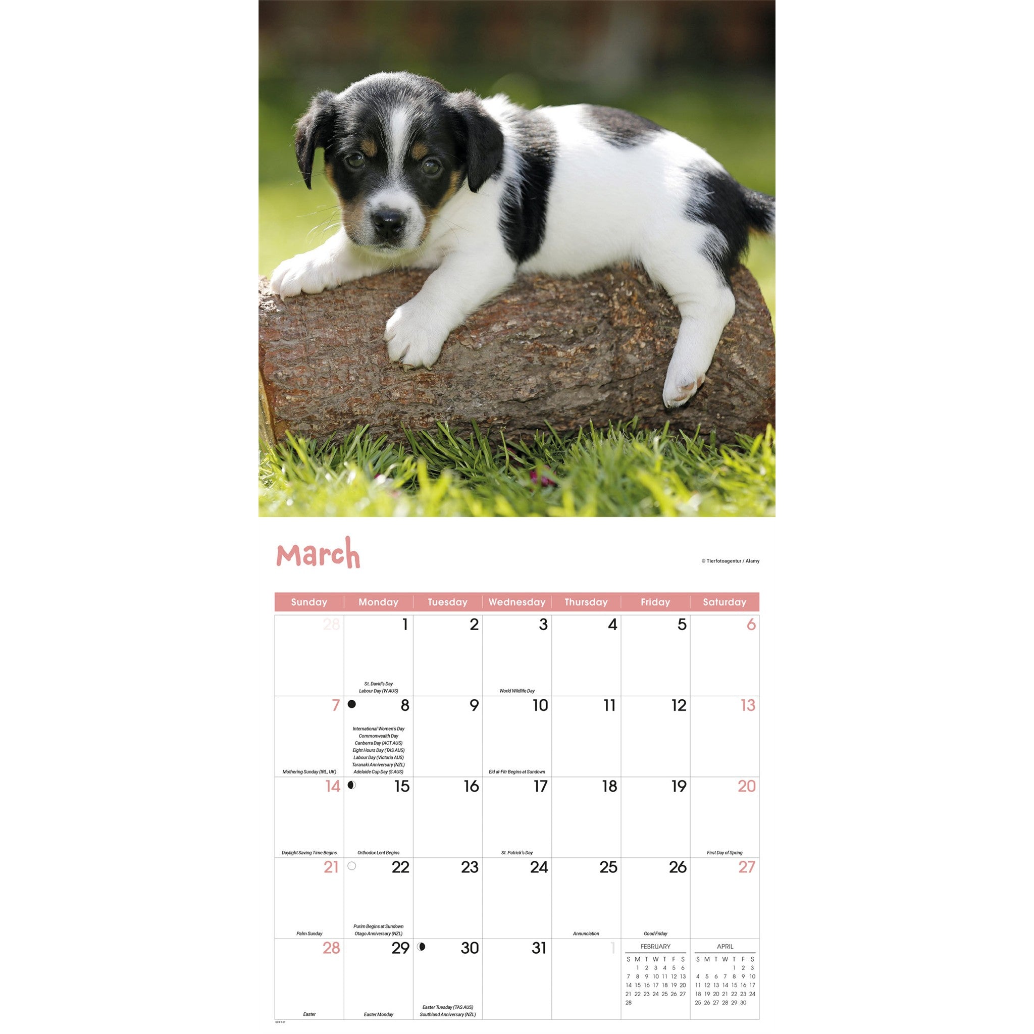 Playful Puppies 2027 Wall Calendar