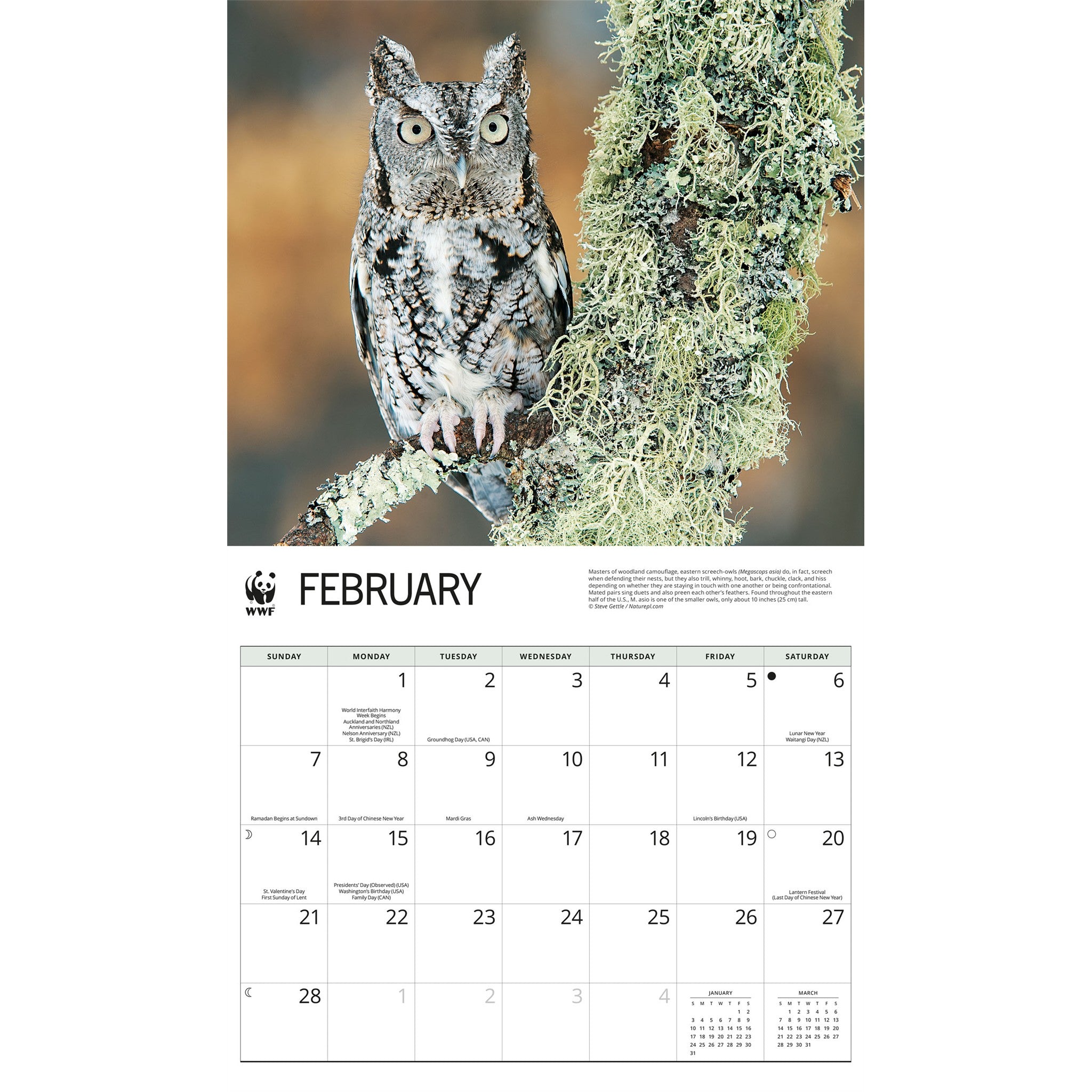 World Wildlife Fund Owls 2027 Wall Calendar