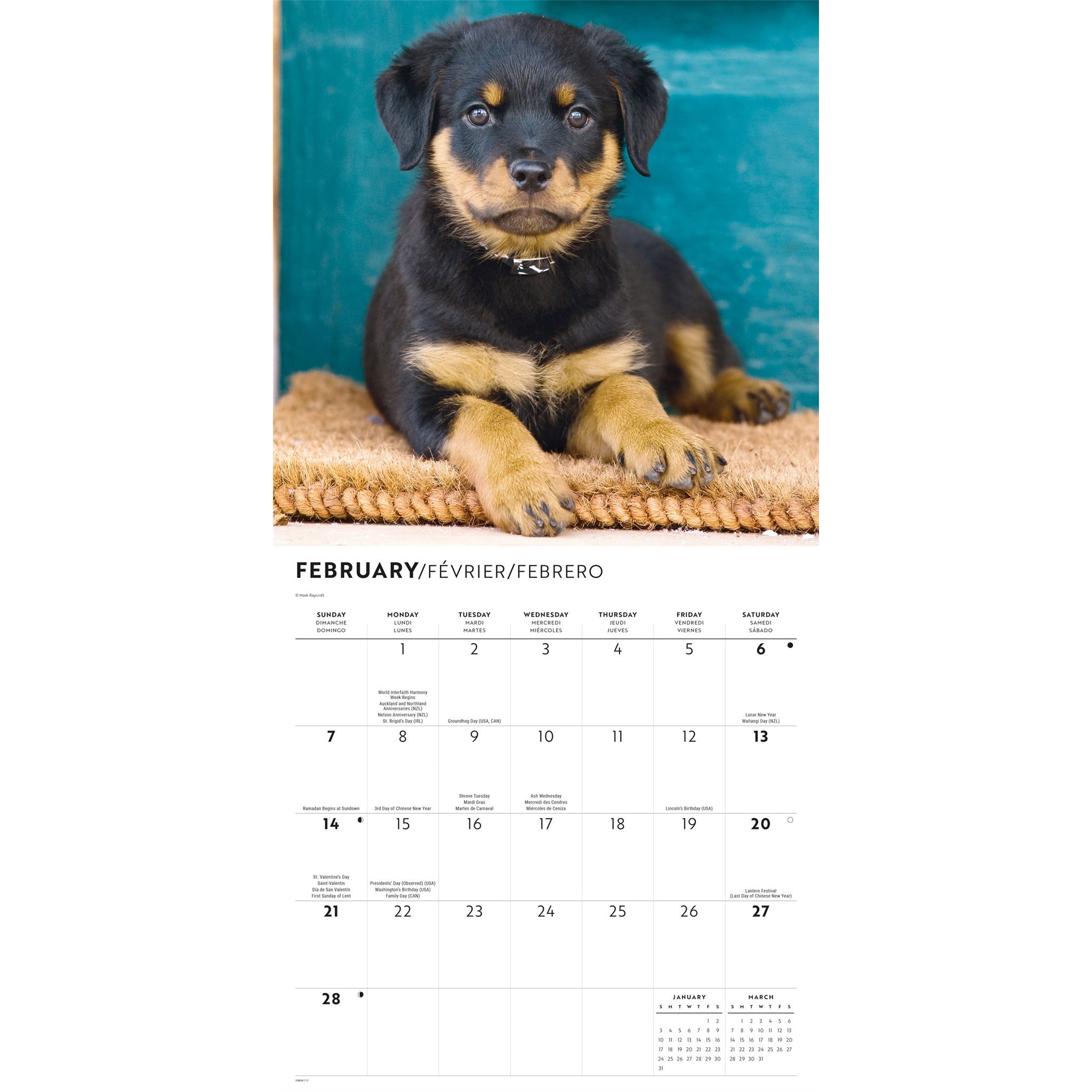 Rottweiler Puppies 2027 Wall Calendar