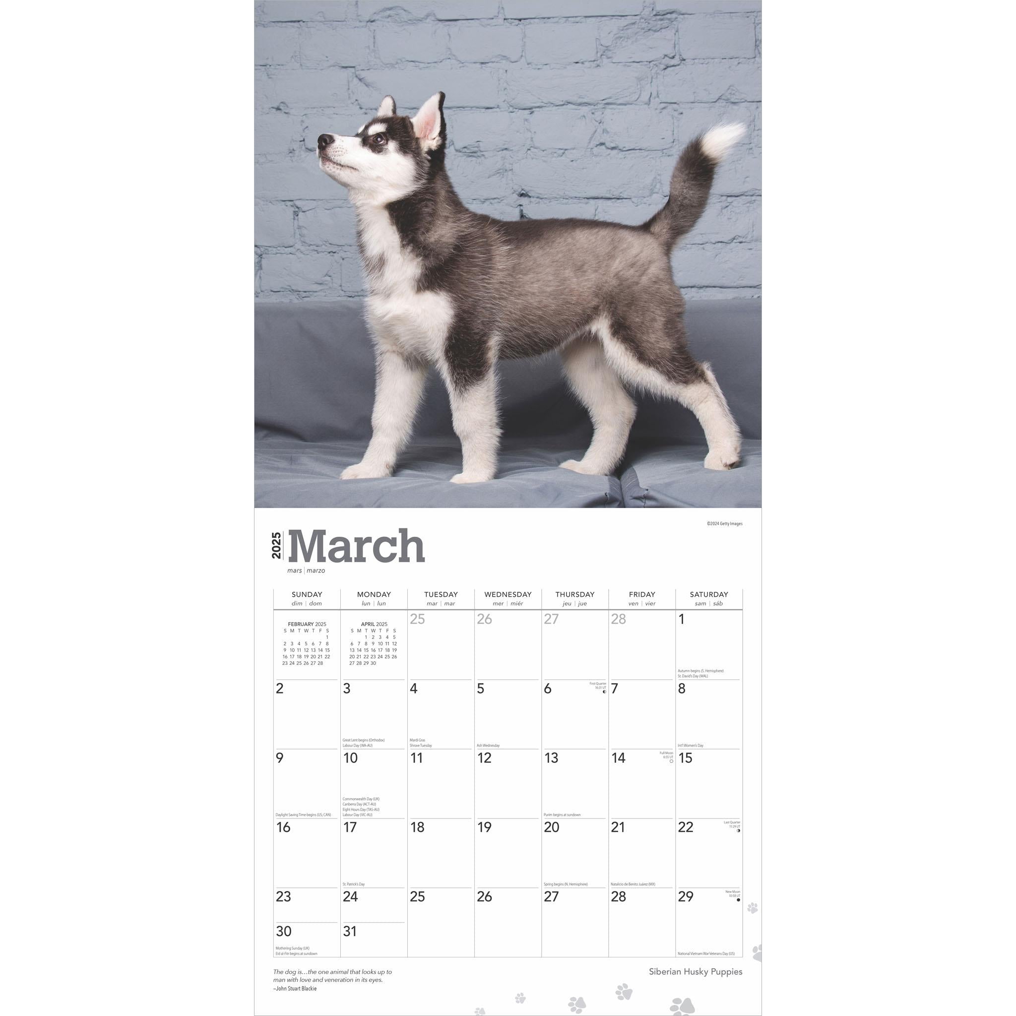 Siberian Husky Puppies Wall 2025 Calendar