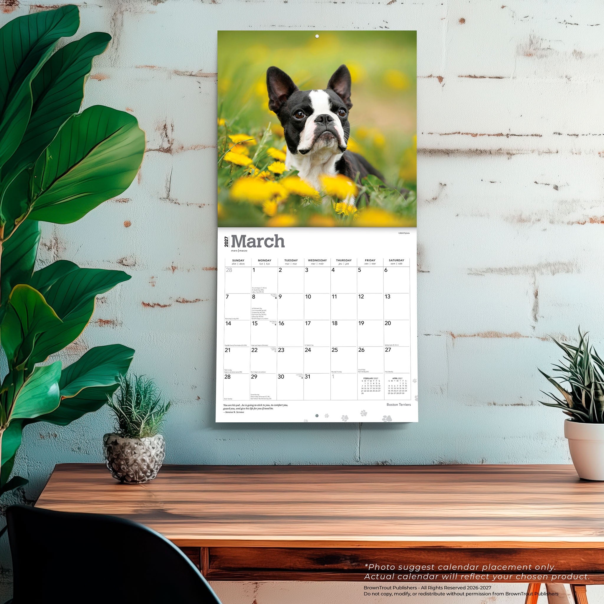 Boston Terriers 2027 Wall Calendar