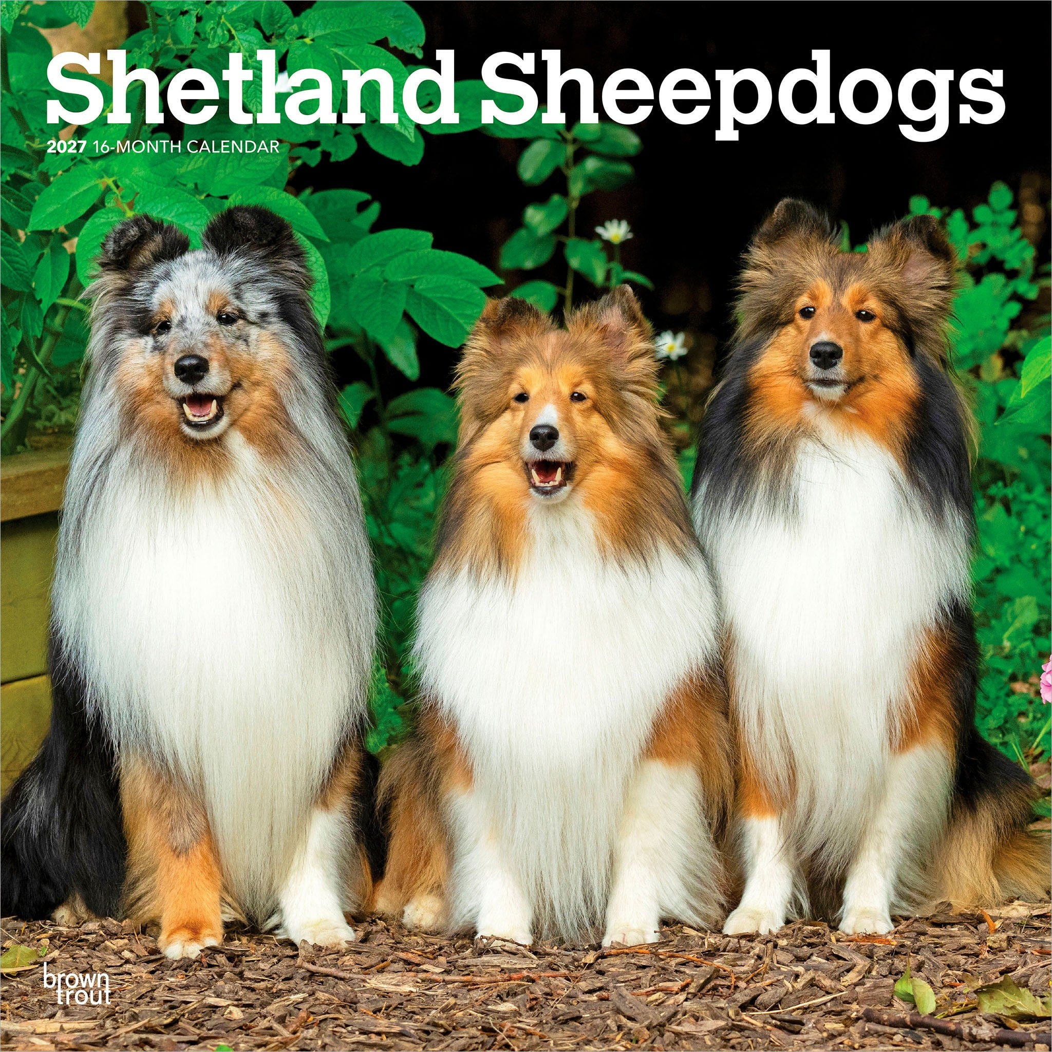 Shetland Sheepdogs 2027 Wall Calendar