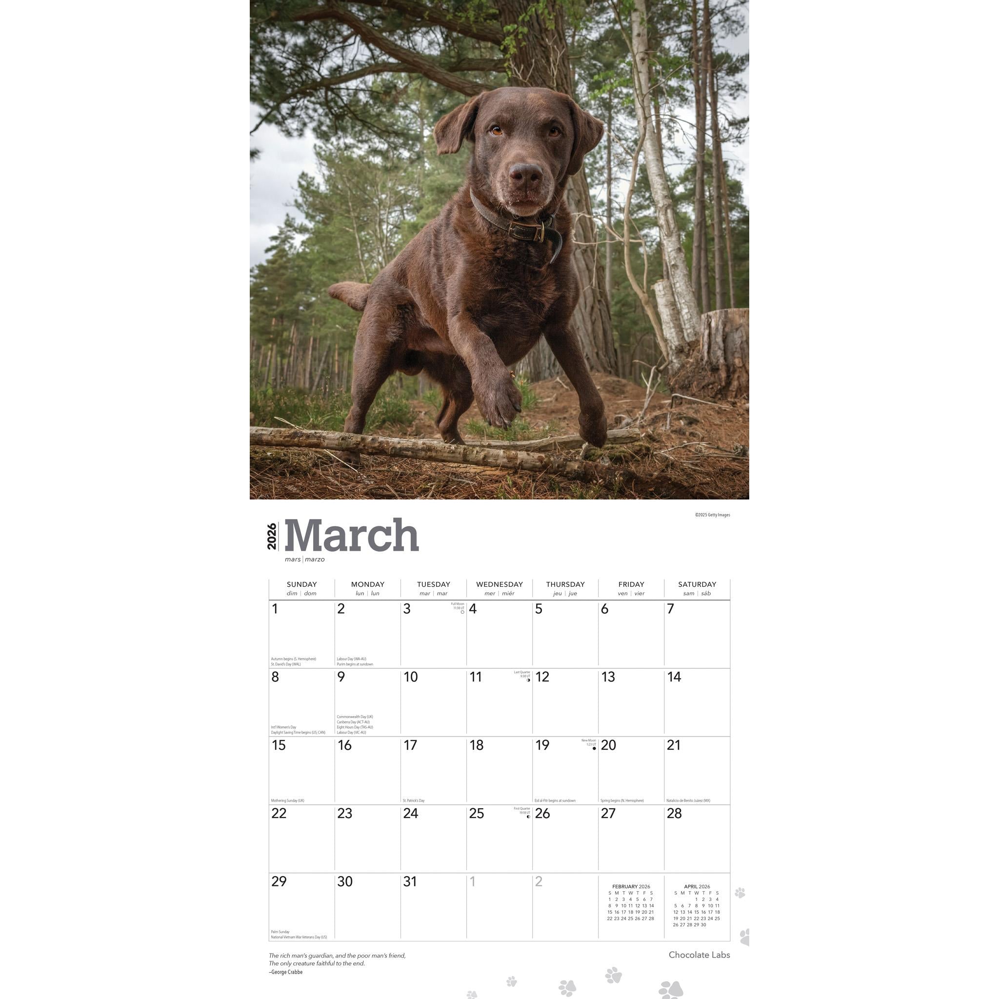 Chocolate Labs 2026 Wall Calendar